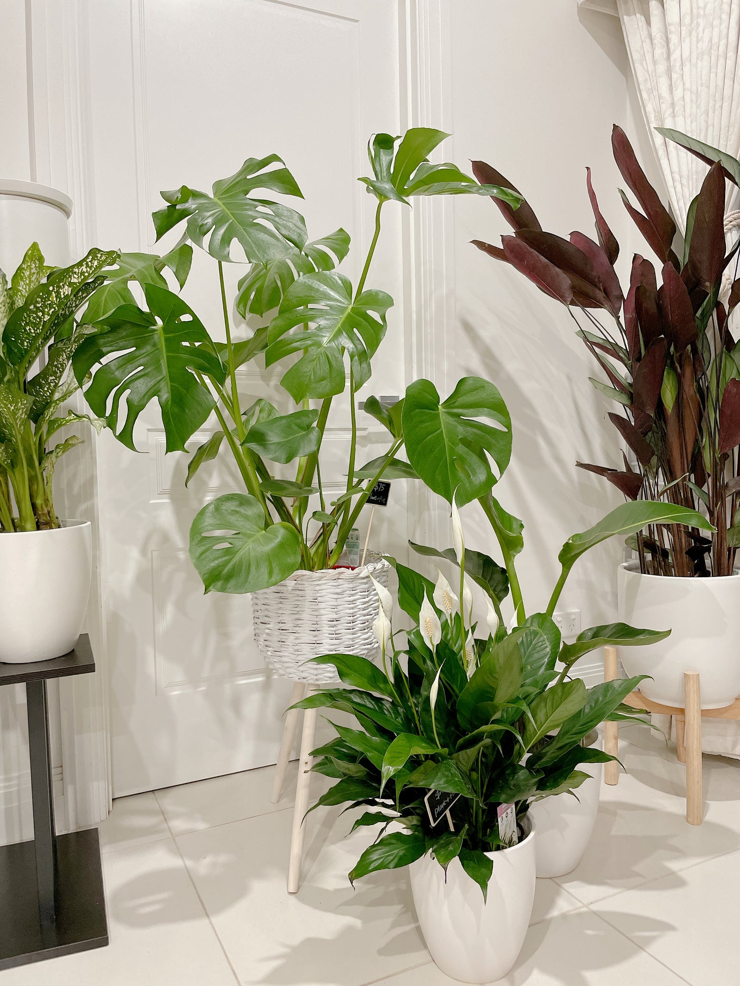 Huge monstera+rattan planter birds of paradise+flowering peace lily+ceramic pots can deliver