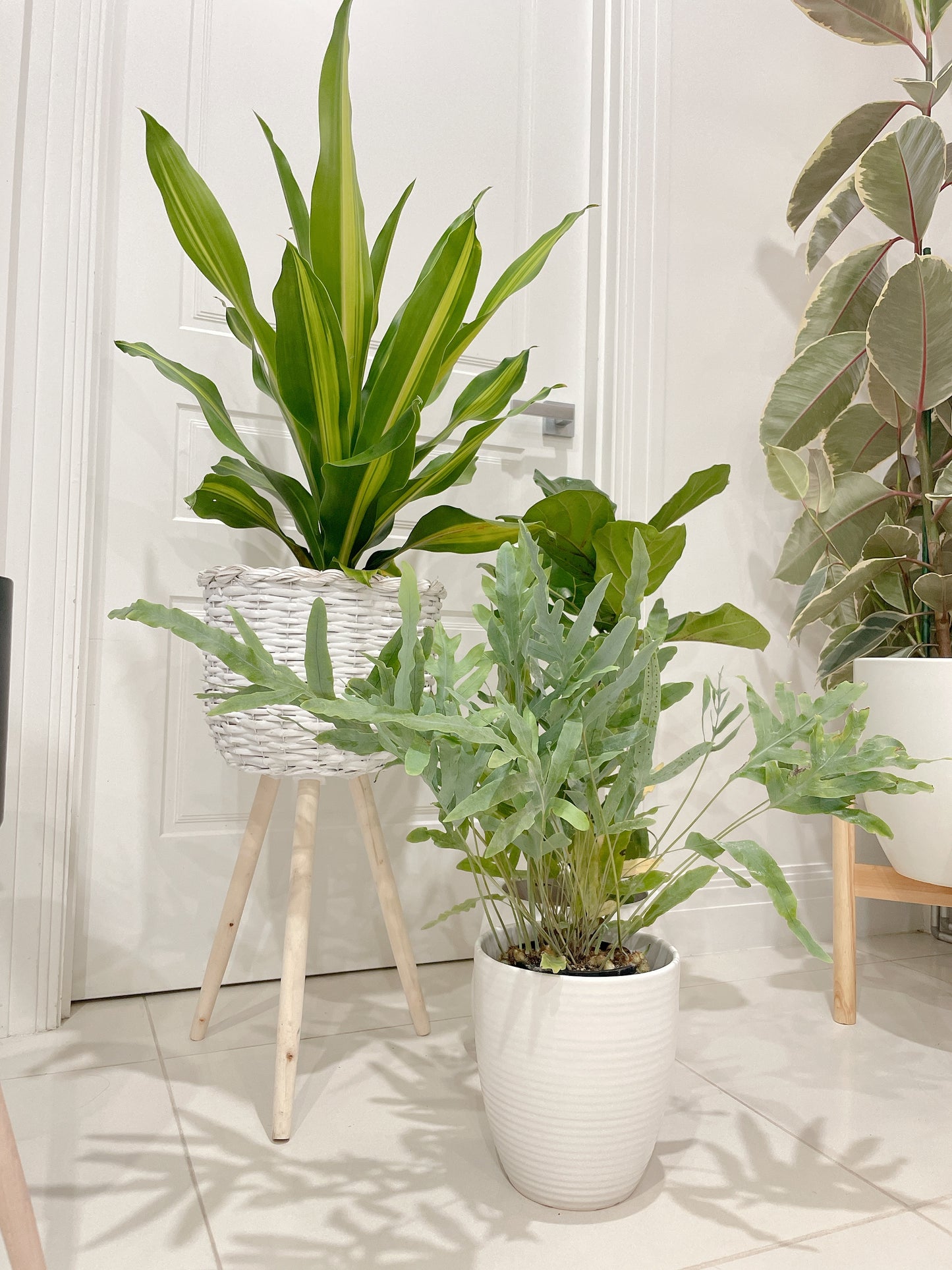 🪴bundle giant happy plant dracaena ficus fiddle leaf lyrata blue star fern easy care indoor +pots