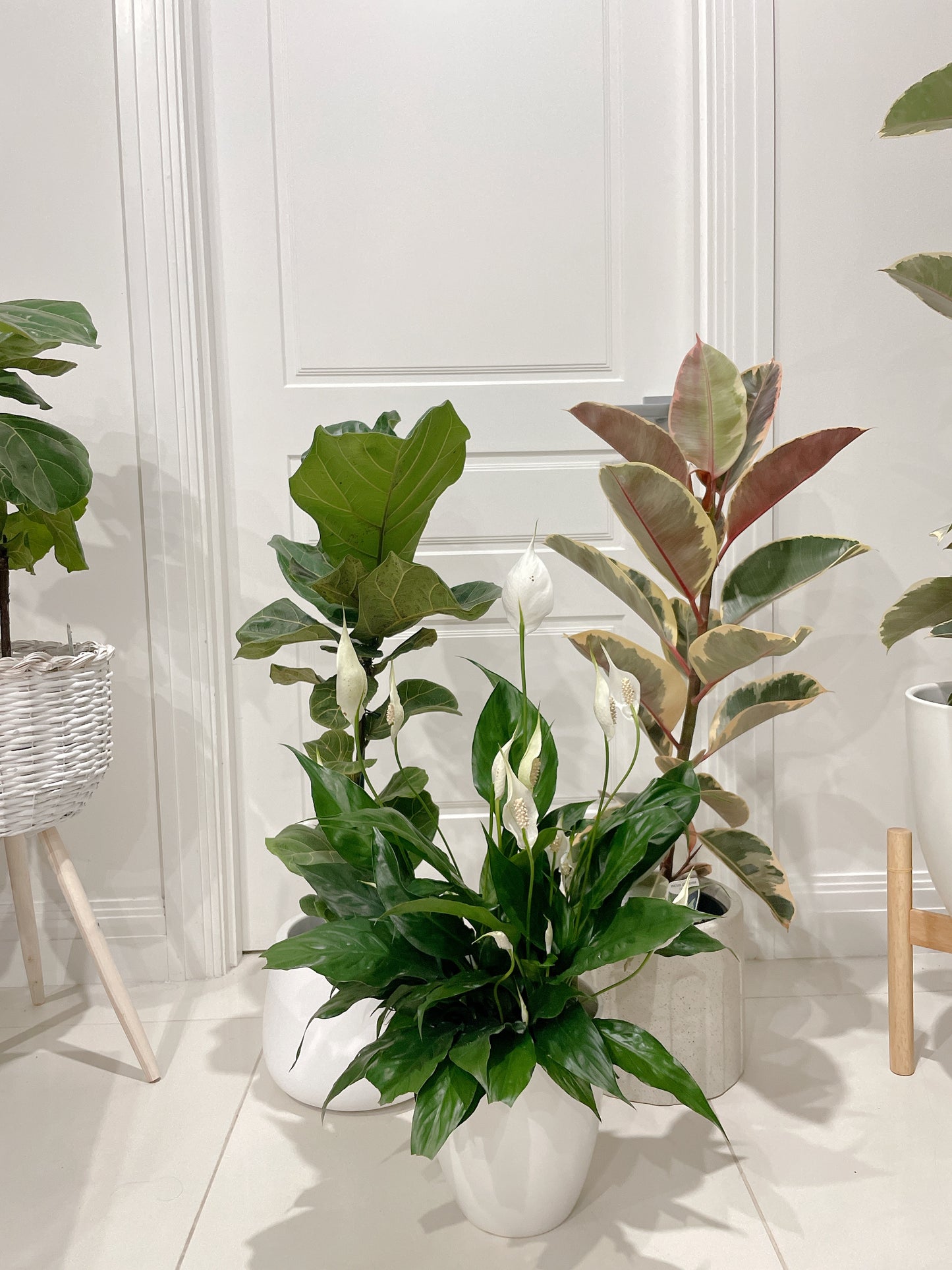 Bundle indoor plants ficus tineker varigated dwarf fiddle leaf bambino flowering peace lily with pot