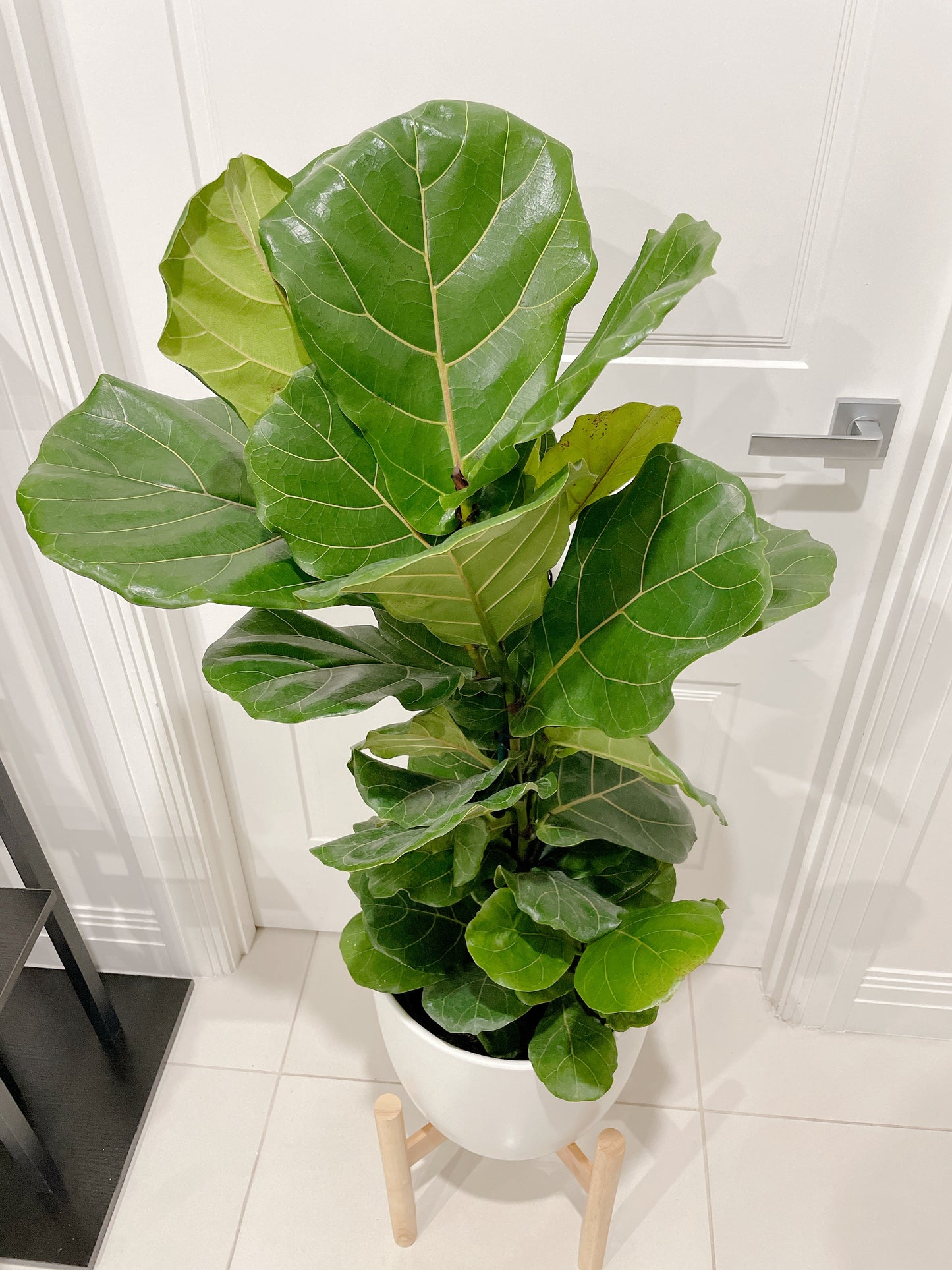 1m tall ficus lyrata fiddle leaf easy care indoor plant +30cm white ceramic pot wooden tripod legs