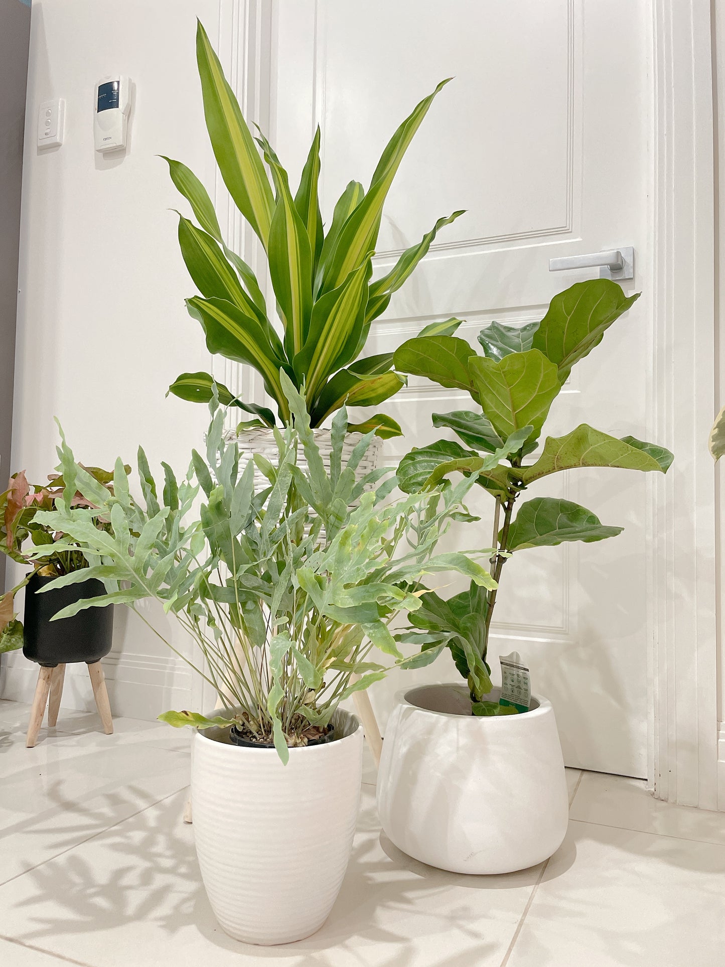 🪴bundle giant happy plant dracaena ficus fiddle leaf lyrata blue star fern easy care indoor +pots