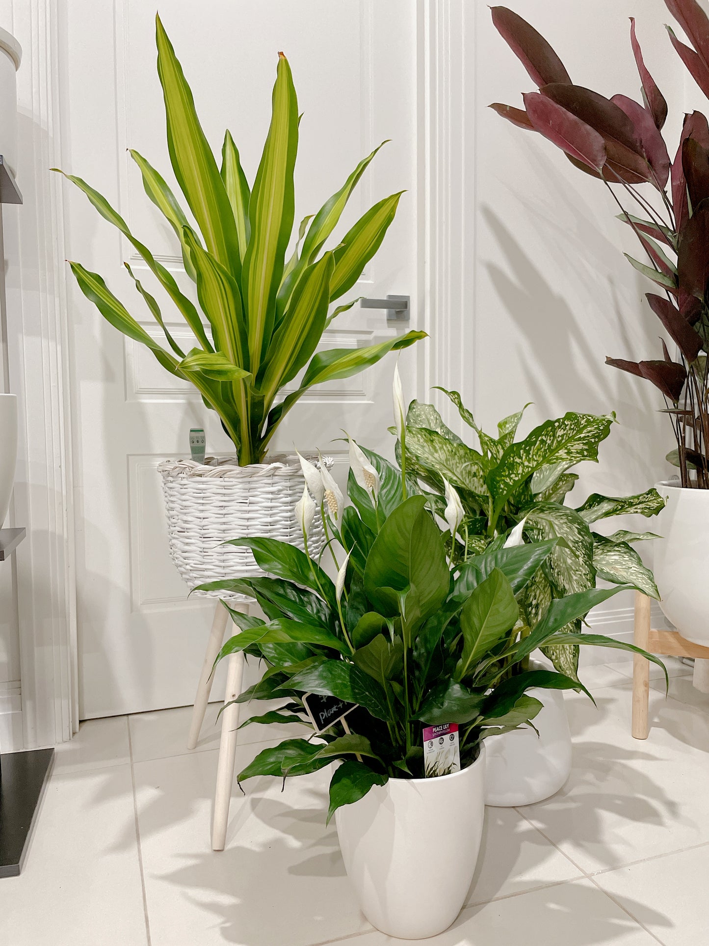 Bundle indoor 🪴 dracaena happy plant dieffenbachia snow storm flowering peace lily +planter pots