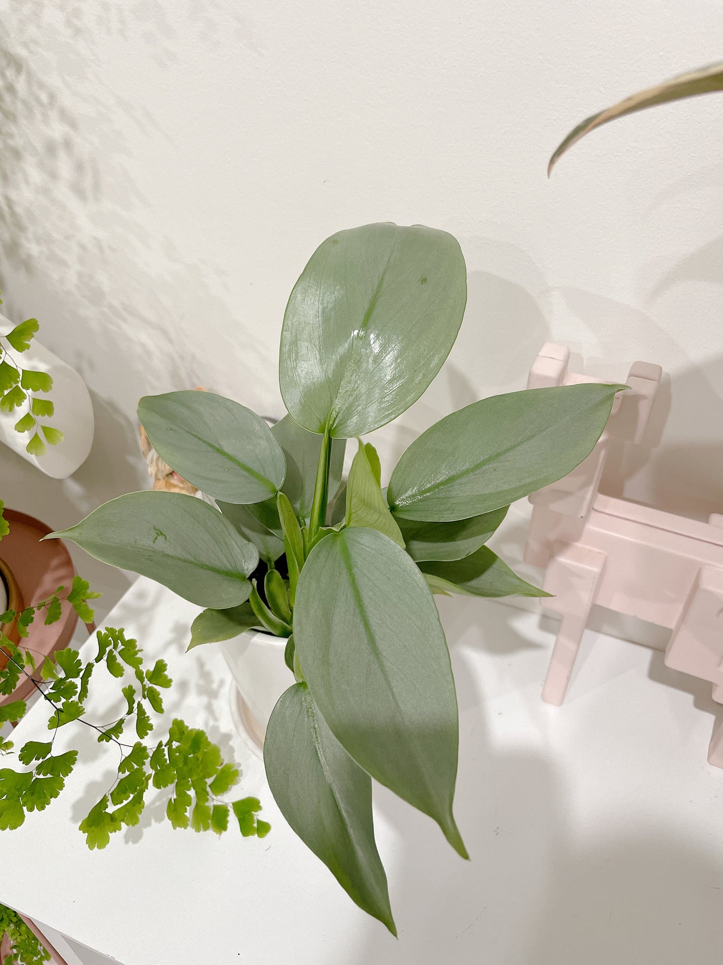 Philodendron silver sword indoor plant with 12cm white ceramic pot and saucer delivery available