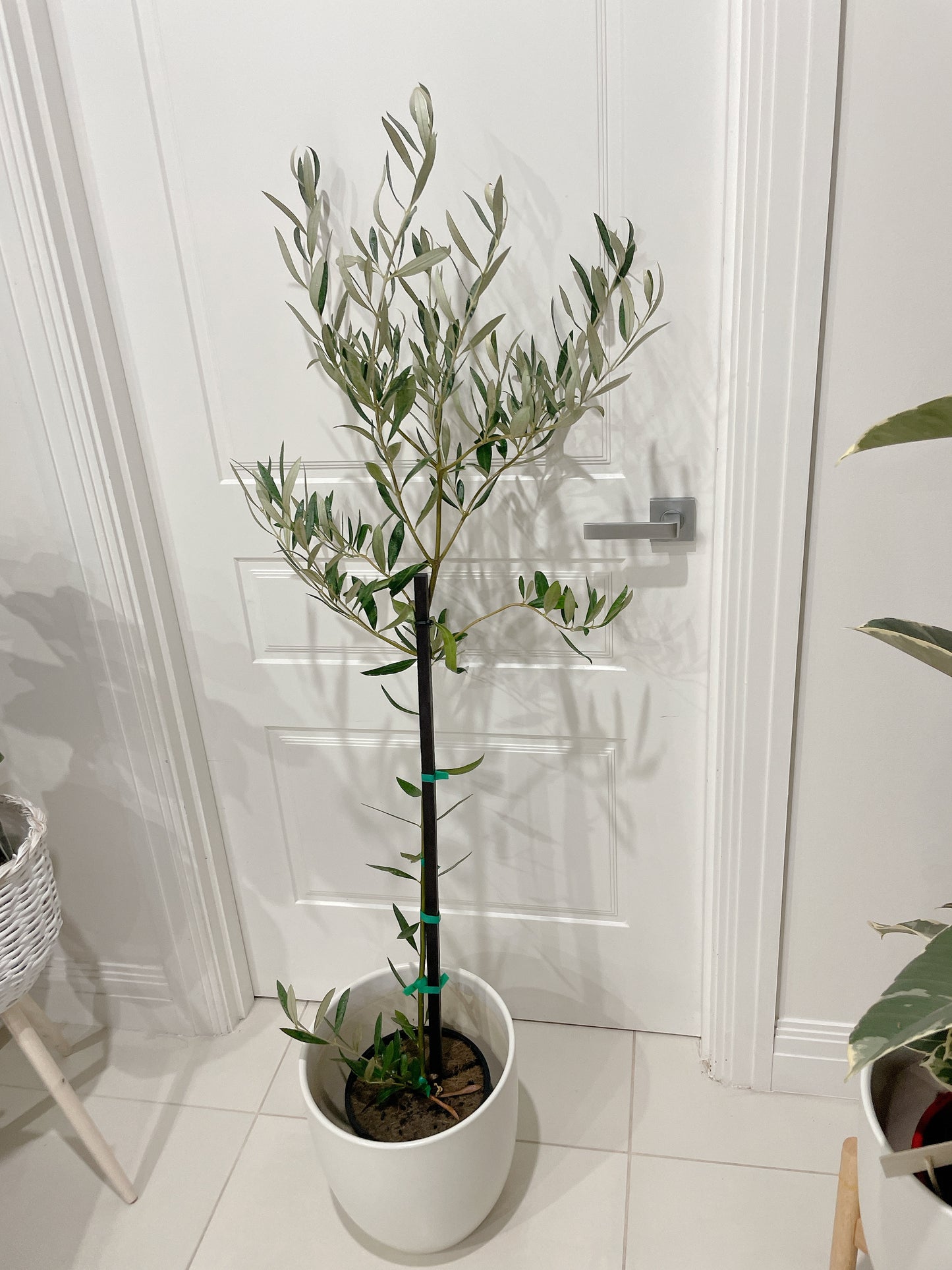 1.5m tall green mission olive tree real plant with 30cm white ceramic pot