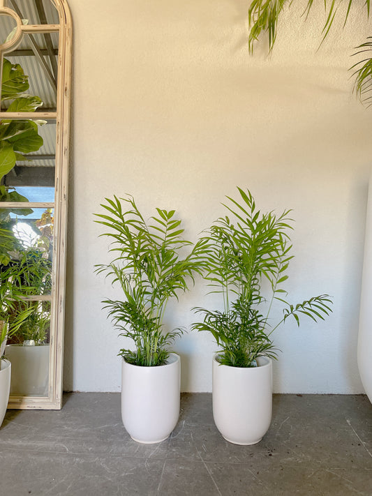 80cm tall parlour palm Chamaedorea indoor plant +20cm white ceramic pot delivery available