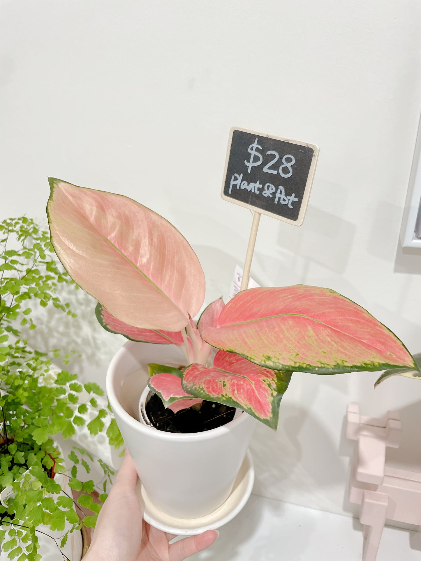 Aglaonema Red valentine pink leaf plant indoor foliage white ceramic pot saucer delivery available