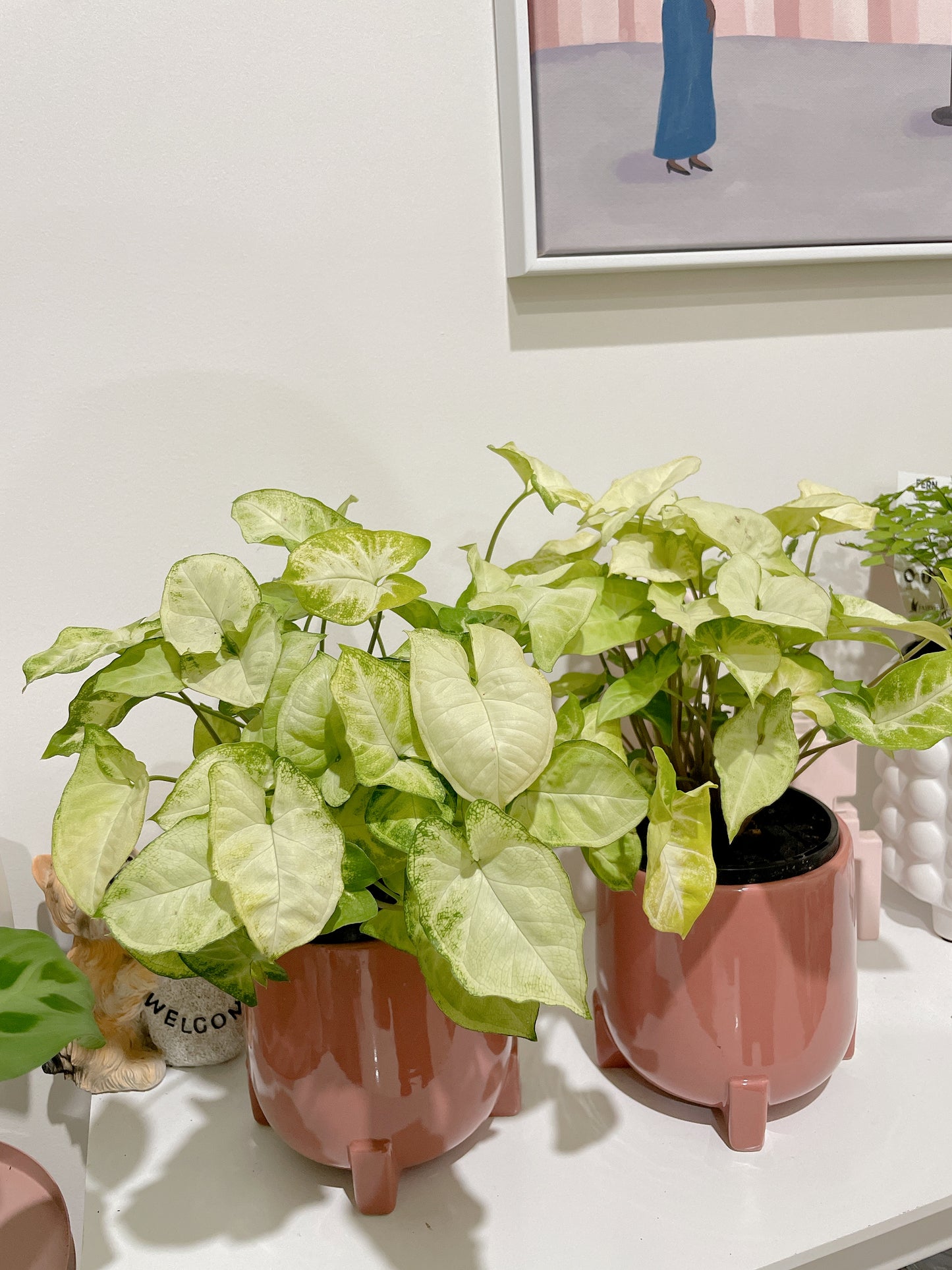 Syngonium illusion bushy plant easy care indoor foliage with pink ceramic decorative pot