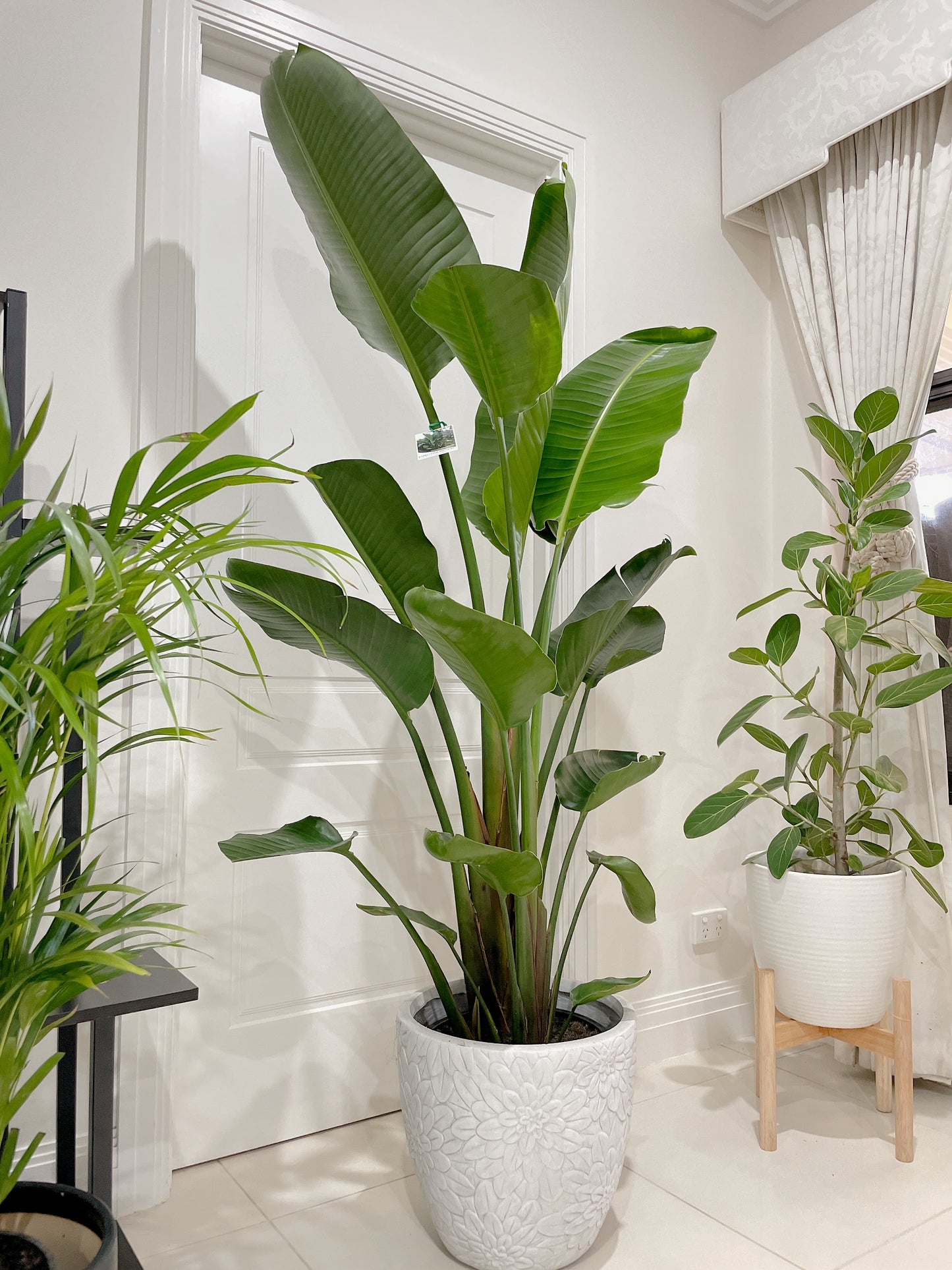 1.85m+ Giant birds of paradise (Strelitzia nicolai)double planted with decorative flower pattern pot