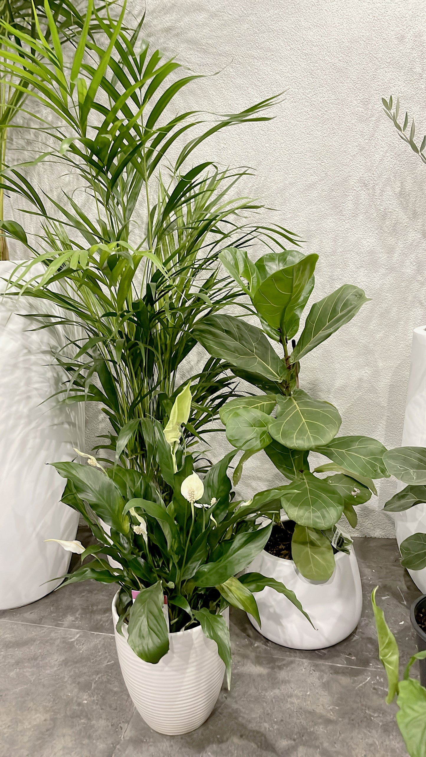 Clearance Bundle🪴easy care range golden cane palm+ficus fiddle leaf+flowering peace lily white ceramic pots