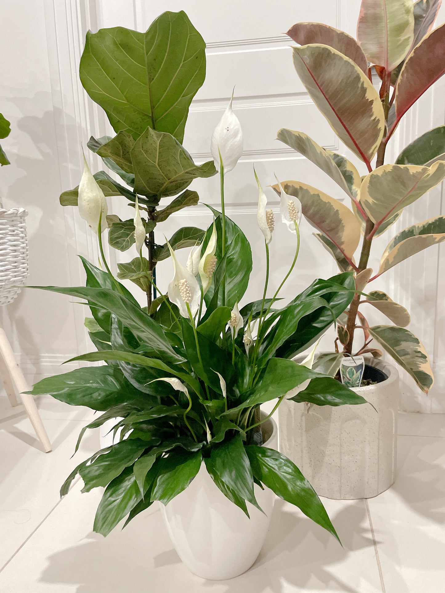 Bundle indoor plants ficus tineker varigated dwarf fiddle leaf bambino flowering peace lily with pot