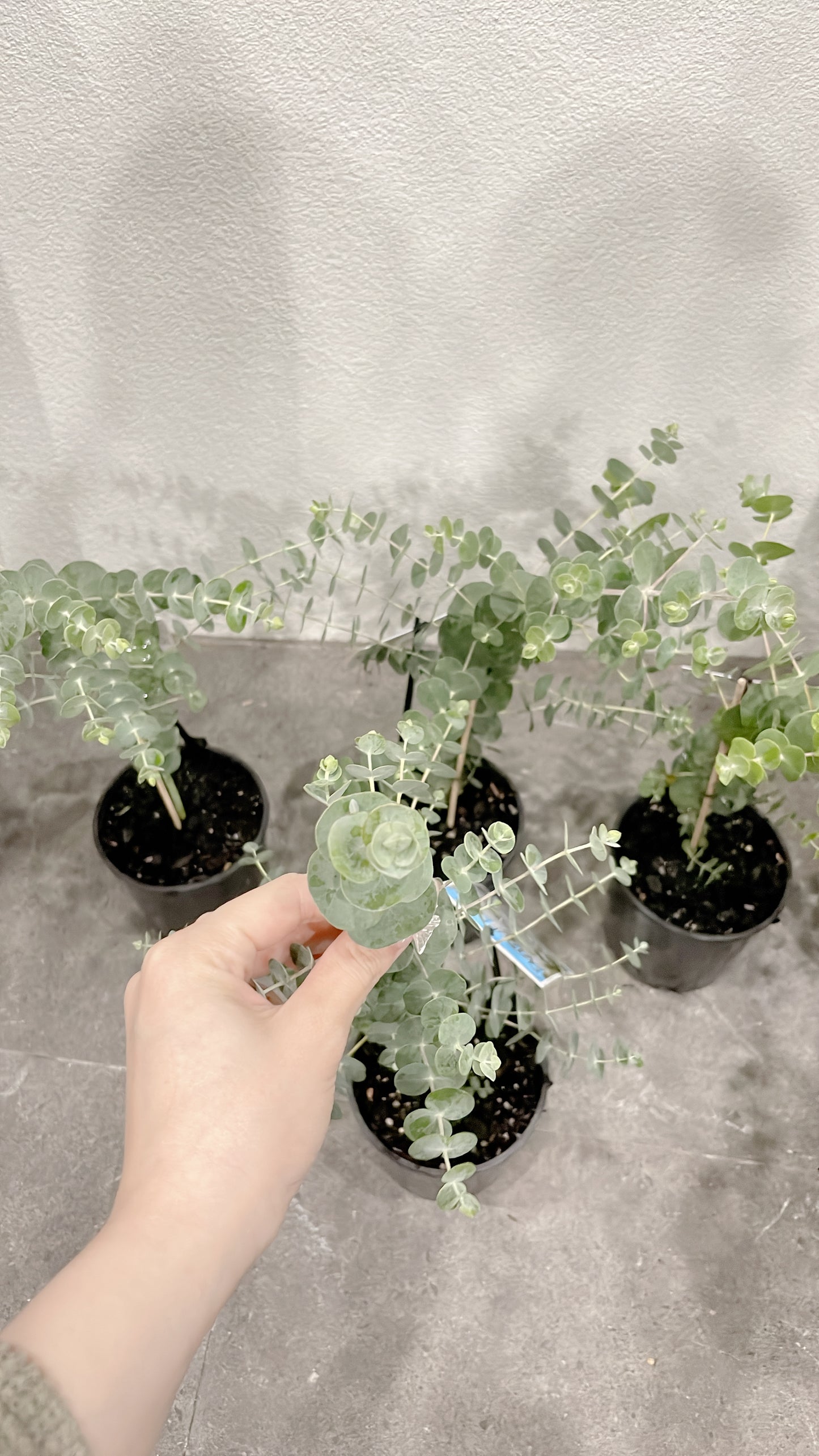 60-70cm tall baby blue silver dollar eucalyptus rooted plant for florist silver leaved mountain gum