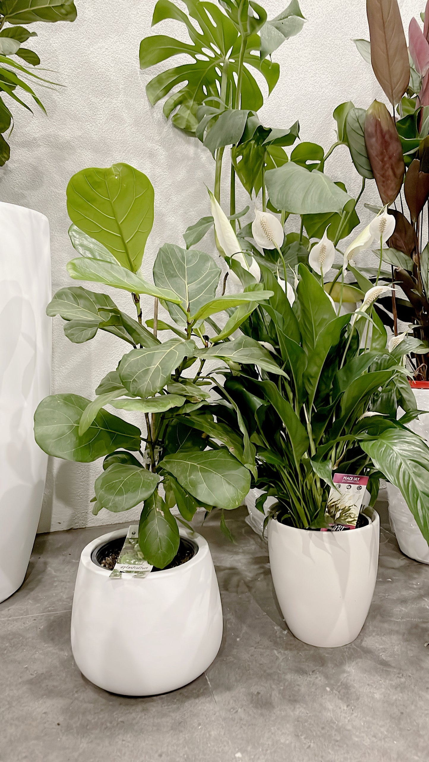 Bundle🪴80cm tall ficus fiddle leaf+bushy flowering peace lily with white ceramic pots can deliver