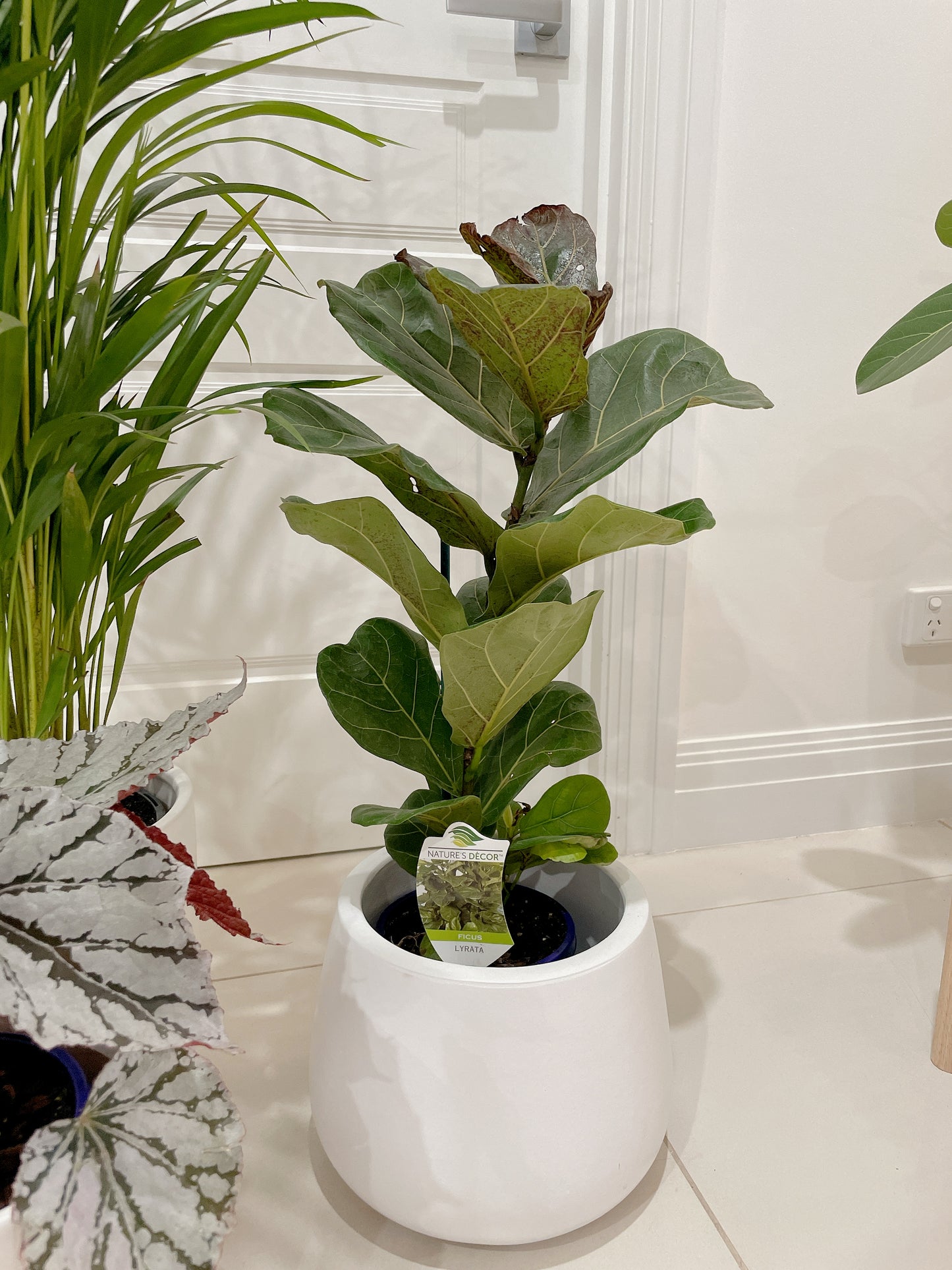 bundle🪴golden cane palm ficus fiddle leaf begonia red silver white+white ceramic pots