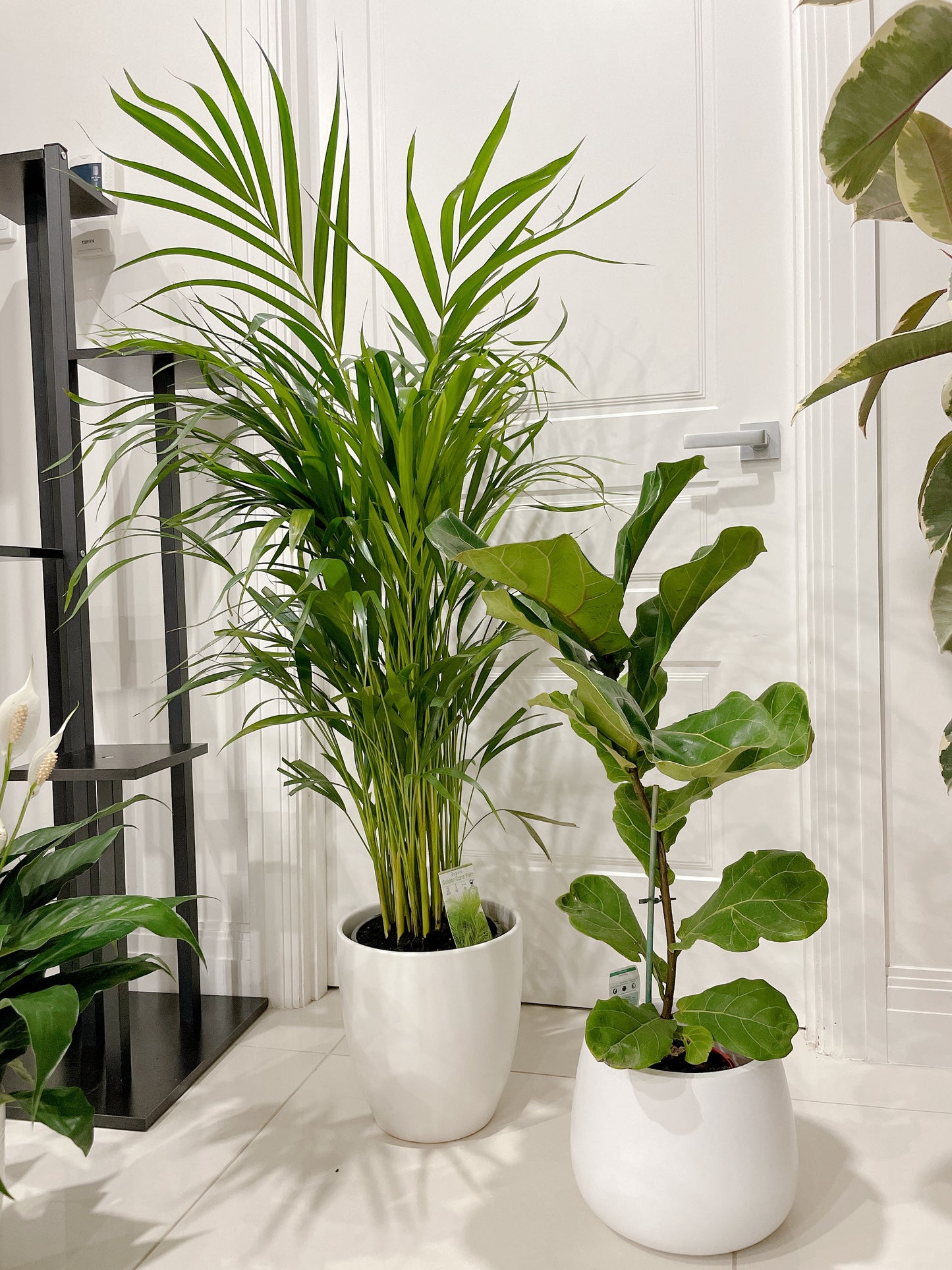 bundle🪴golden cane palm ficus fiddle leaf dwarf bambino flowering peace lily with ceramic pots