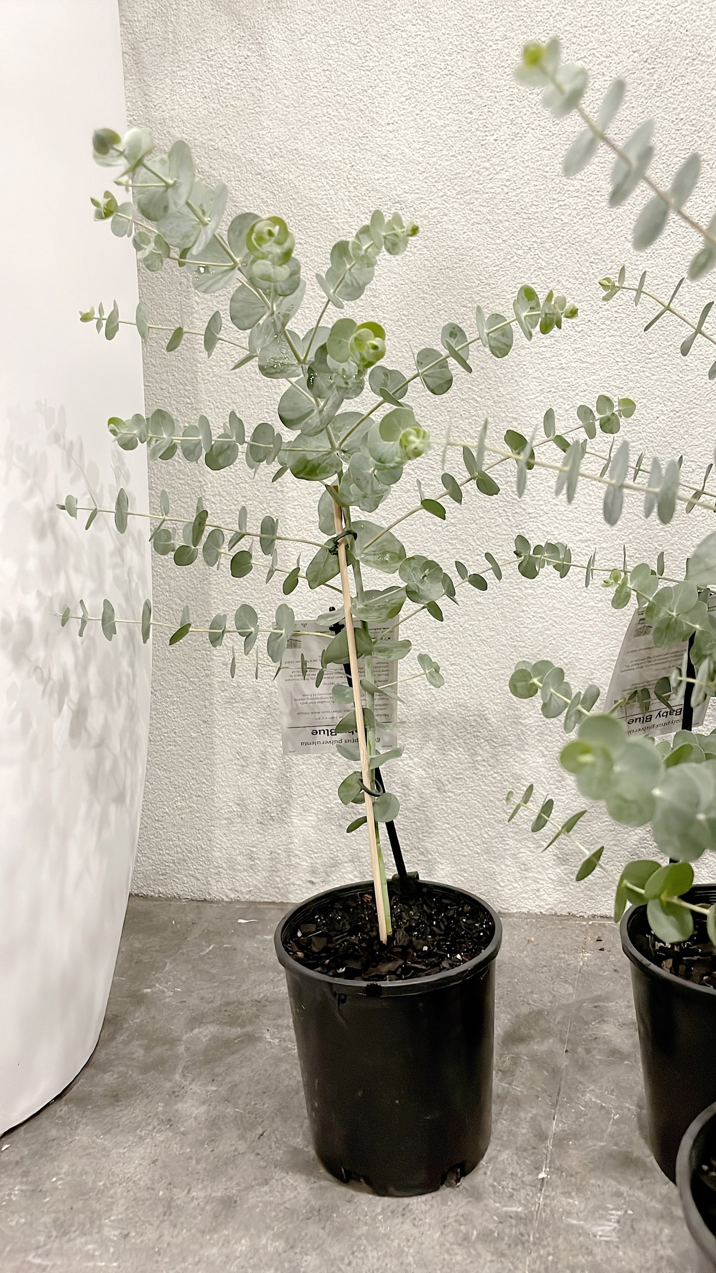 60-70cm tall baby blue silver dollar eucalyptus rooted plant for florist silver leaved mountain gum