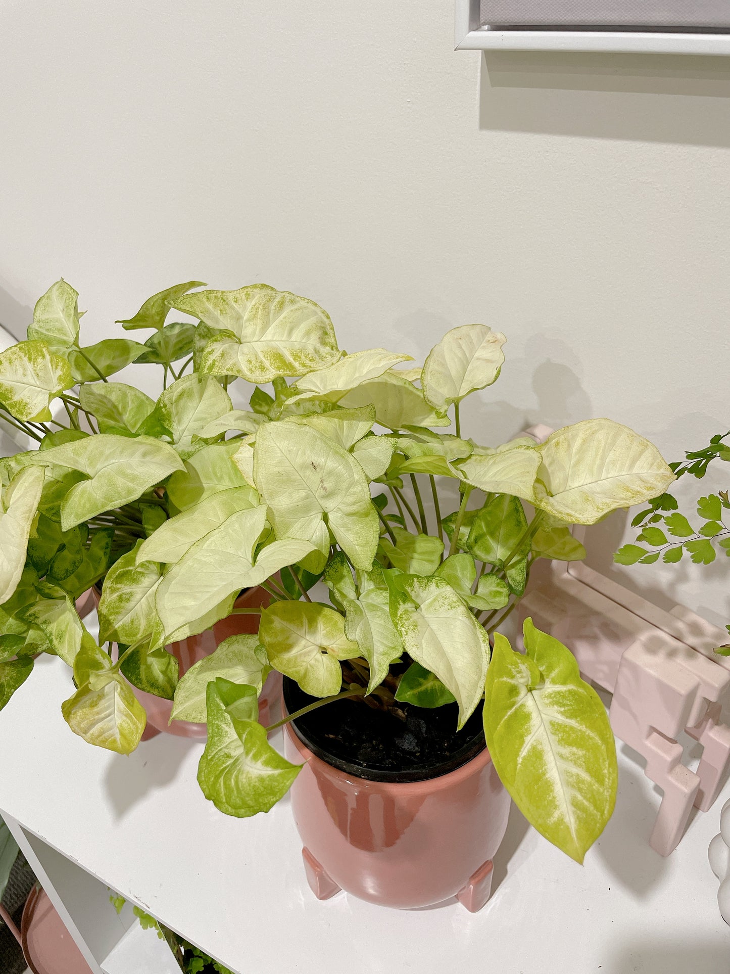 Syngonium illusion bushy plant easy care indoor foliage with pink ceramic decorative pot