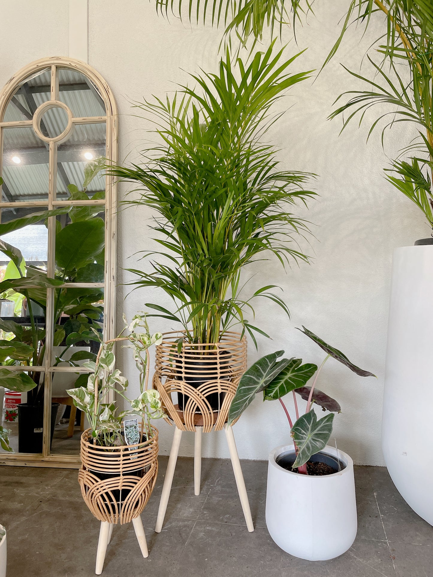 Bundle🪴bushy golden cane palm+alocasia pink dragon+epipremnum snow queen variegated climbing plants