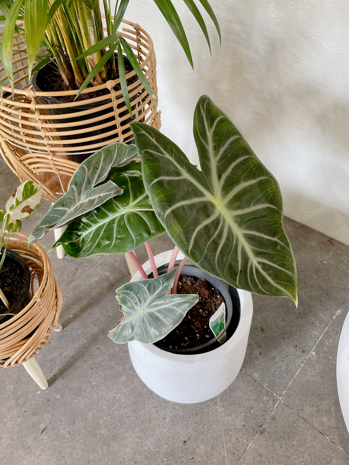 Bundle🪴bushy golden cane palm+alocasia pink dragon+epipremnum snow queen variegated climbing plants