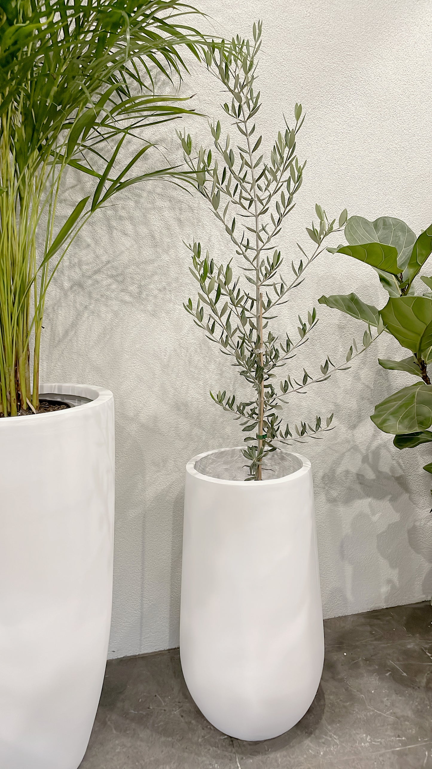 Silver olive tree ‘swan hill’ olea europaea indoor/outdoor plant with white fiberclay pot planter