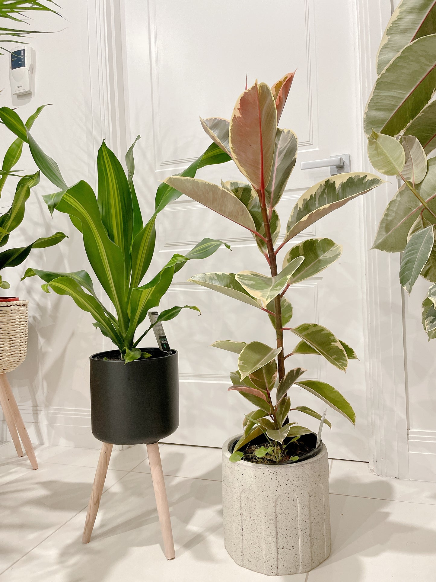Bundle🪴ficus tineker variegated rubber tree happy plant dracaena blue star fern +black metal pots
