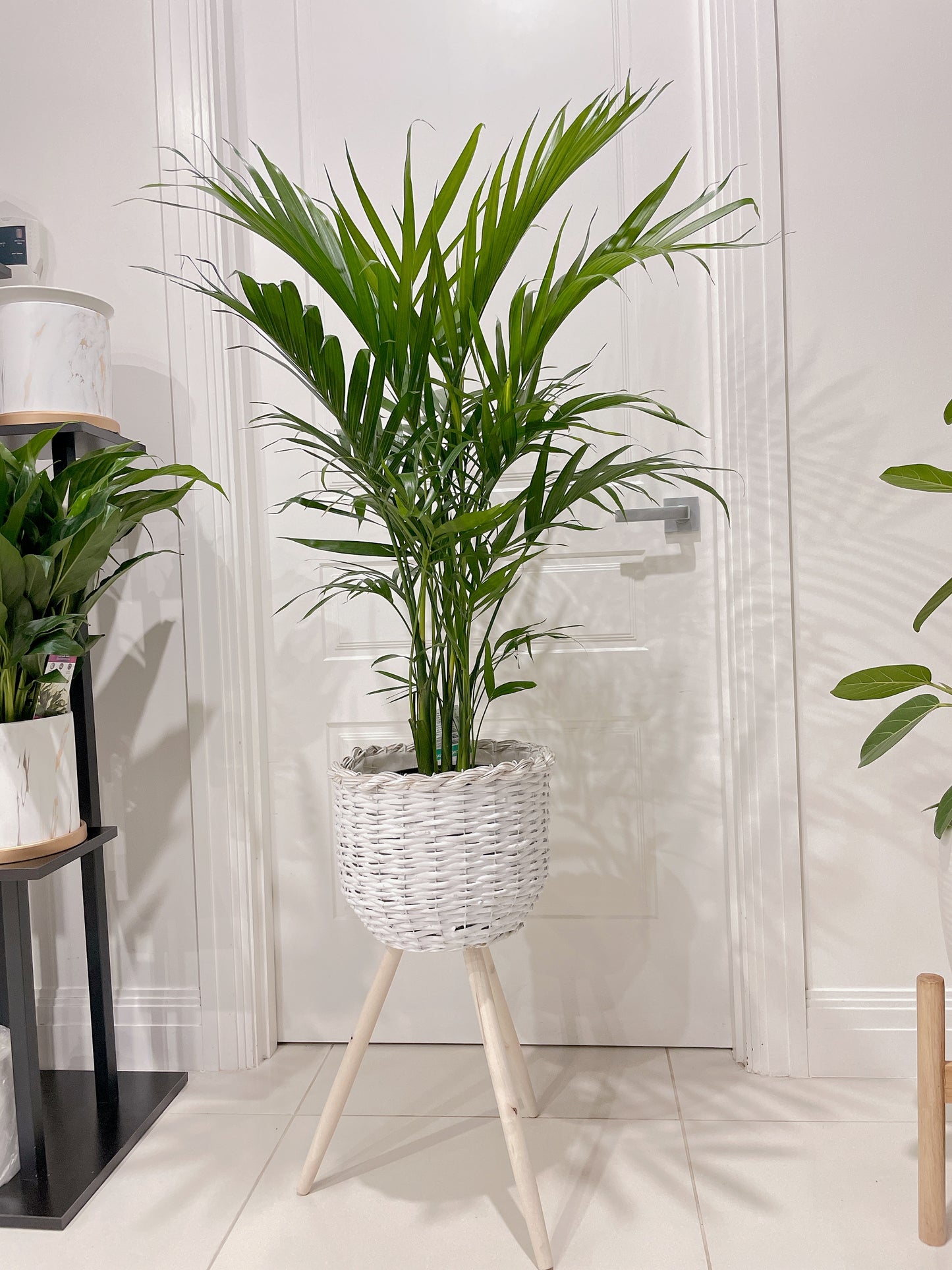Cascade palm easy care real bushy plant indoor foliage+ white rattan planter tripod wooden legs