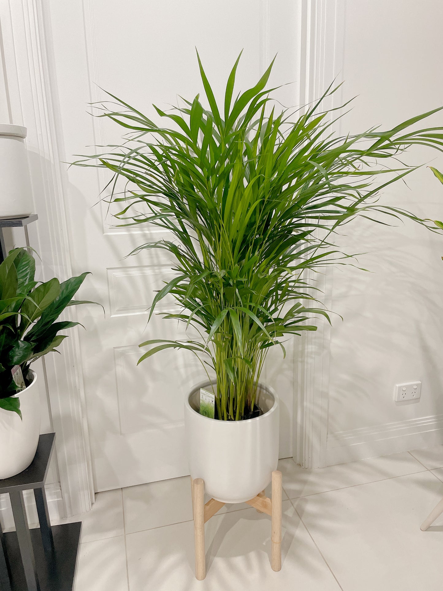 1.4m tall huge golden cane palm with 30cm white ceramic pot wooden tripod legs