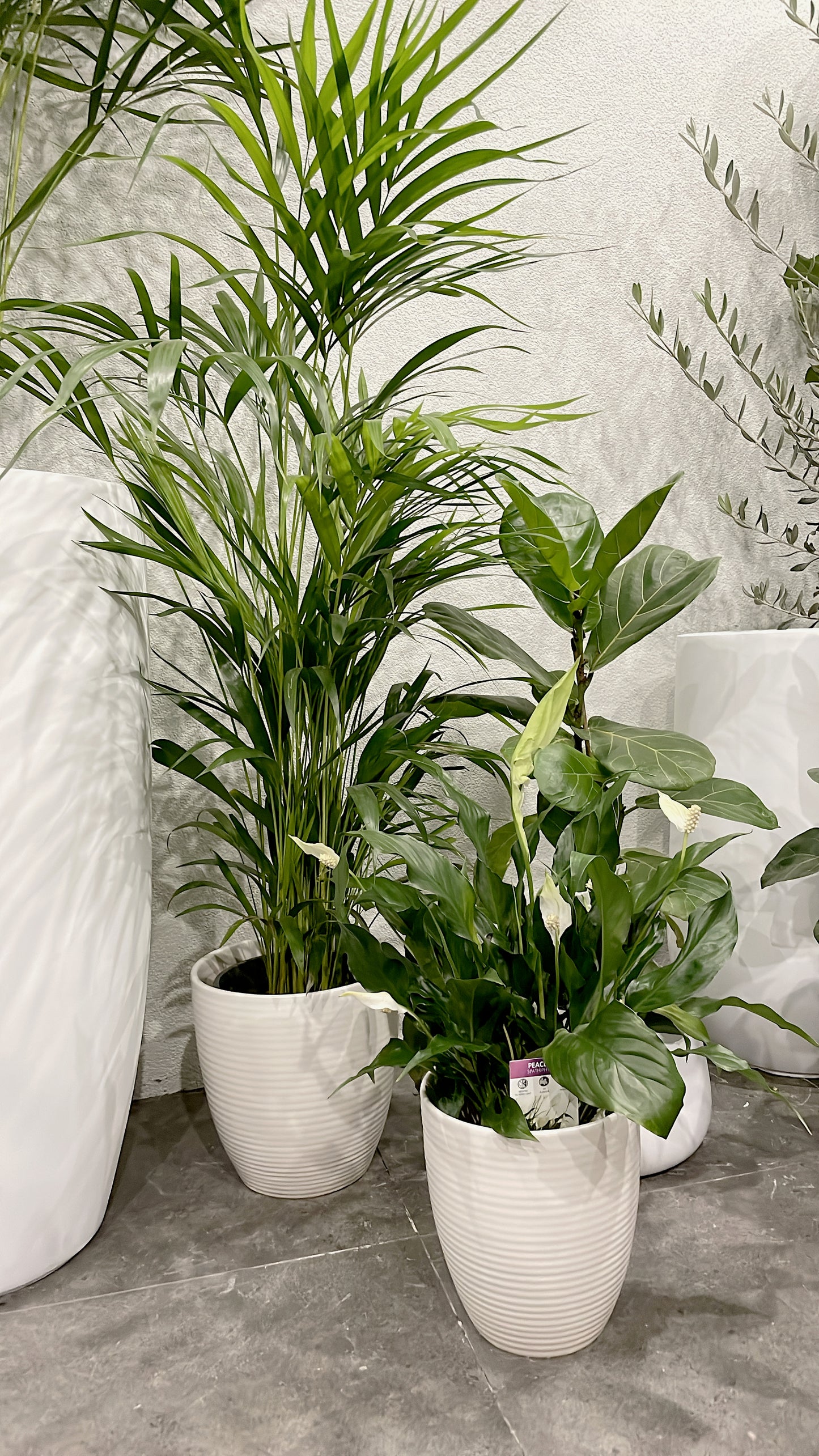 Clearance Bundle🪴easy care range golden cane palm+ficus fiddle leaf+flowering peace lily white ceramic pots