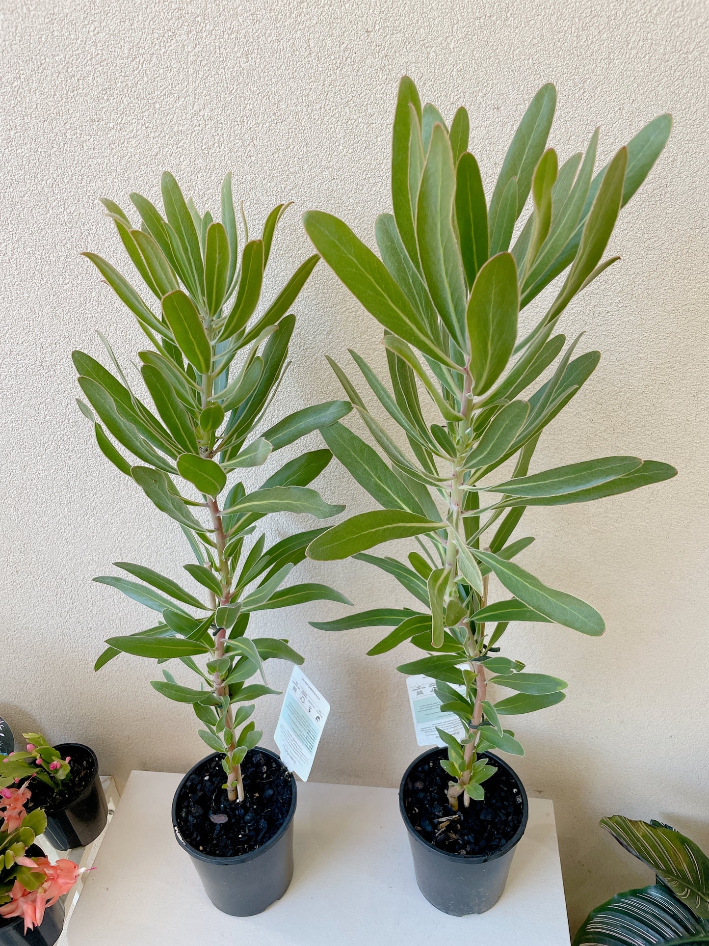 Protea ice pink African secret flowers full sun plant heaps available