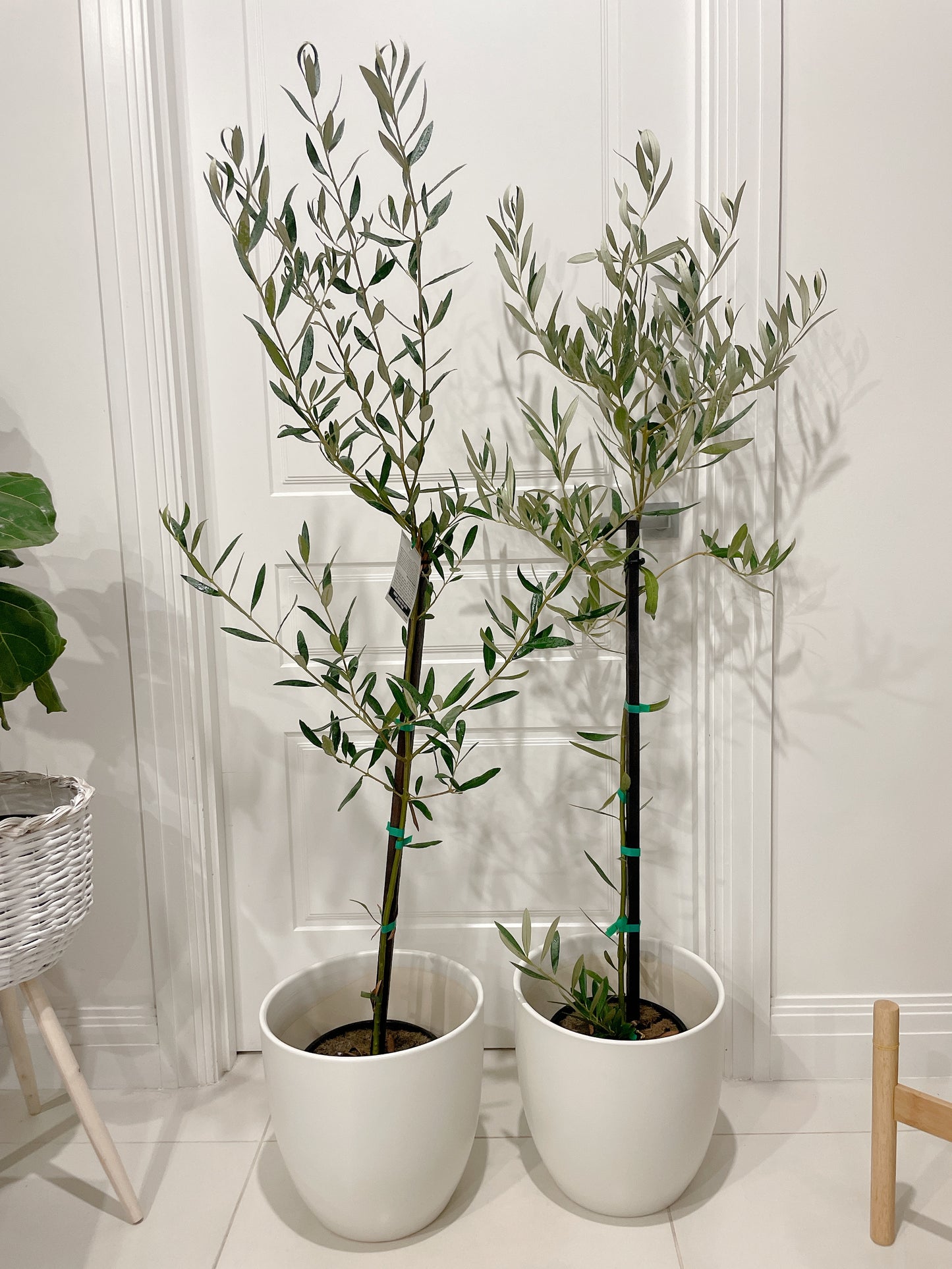 1.5m tall green mission olive tree real plant with 30cm white ceramic pot