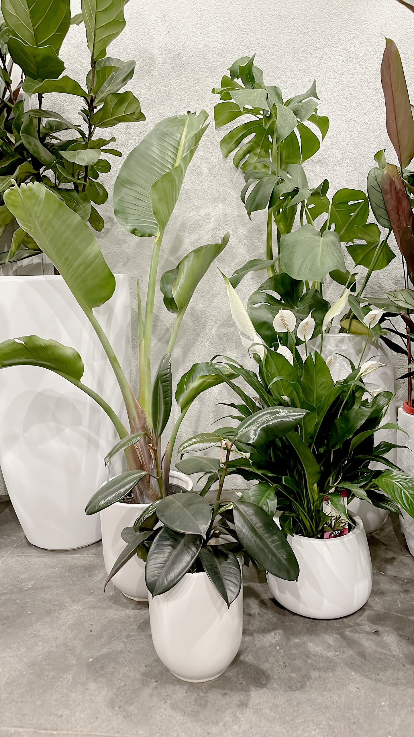 Bundle🪴birds of paradise strelitzia+bushy flowering peace lily+small ficus black rubber plant+pots