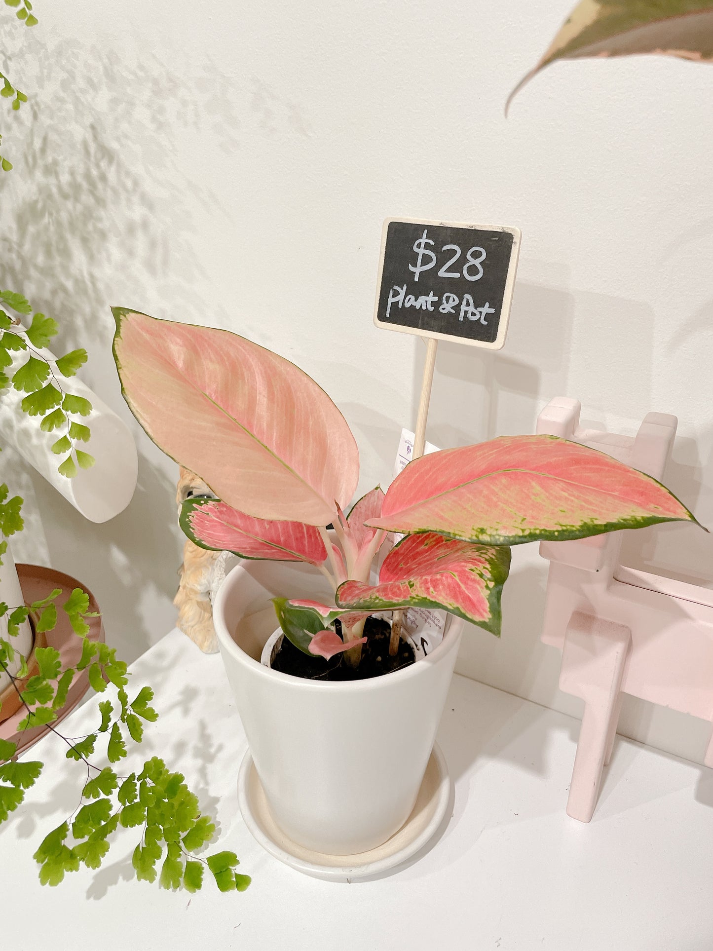 Aglaonema Red valentine pink leaf plant indoor foliage white ceramic pot saucer delivery available