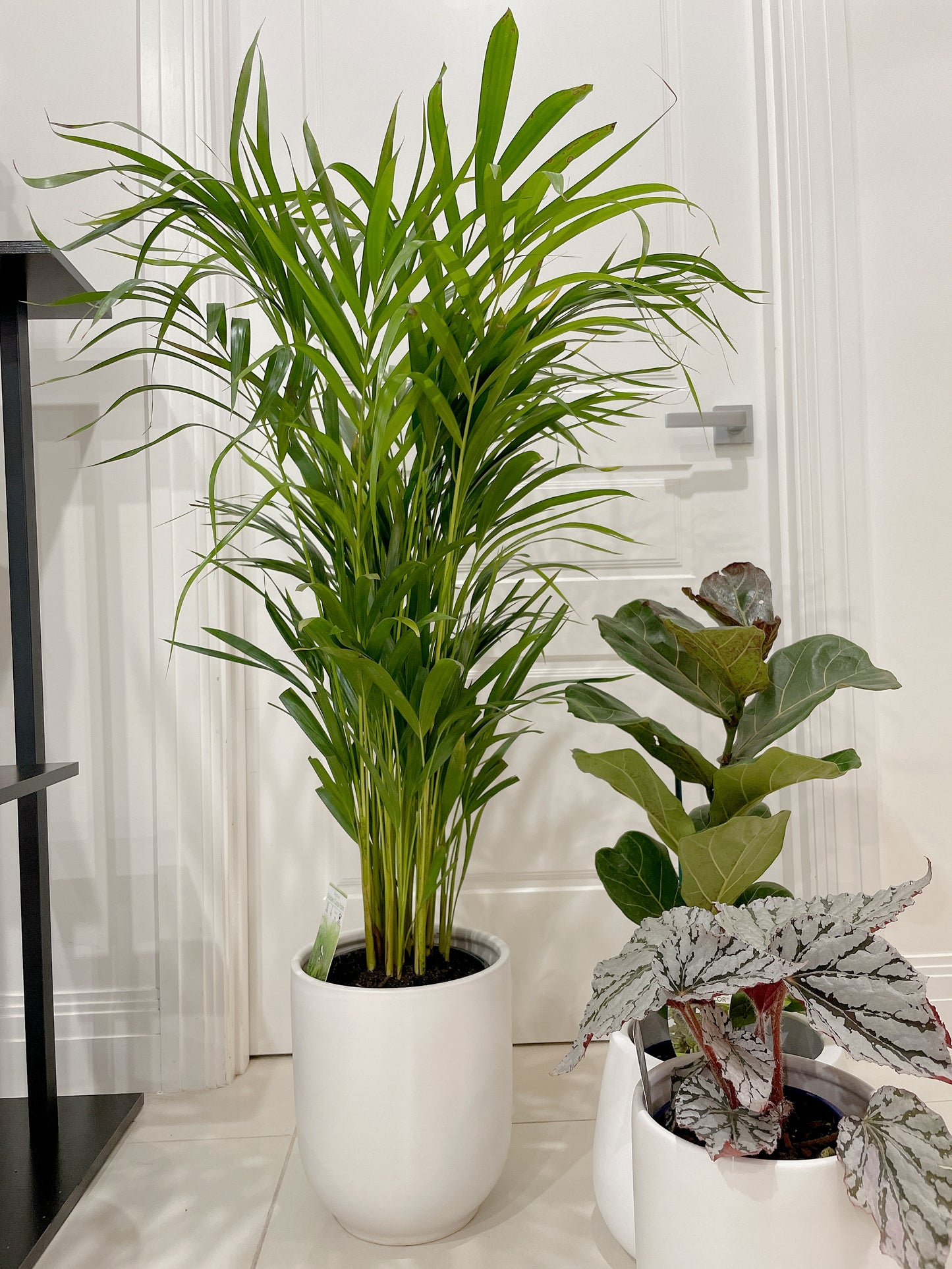 bundle🪴golden cane palm ficus fiddle leaf begonia red silver white+white ceramic pots