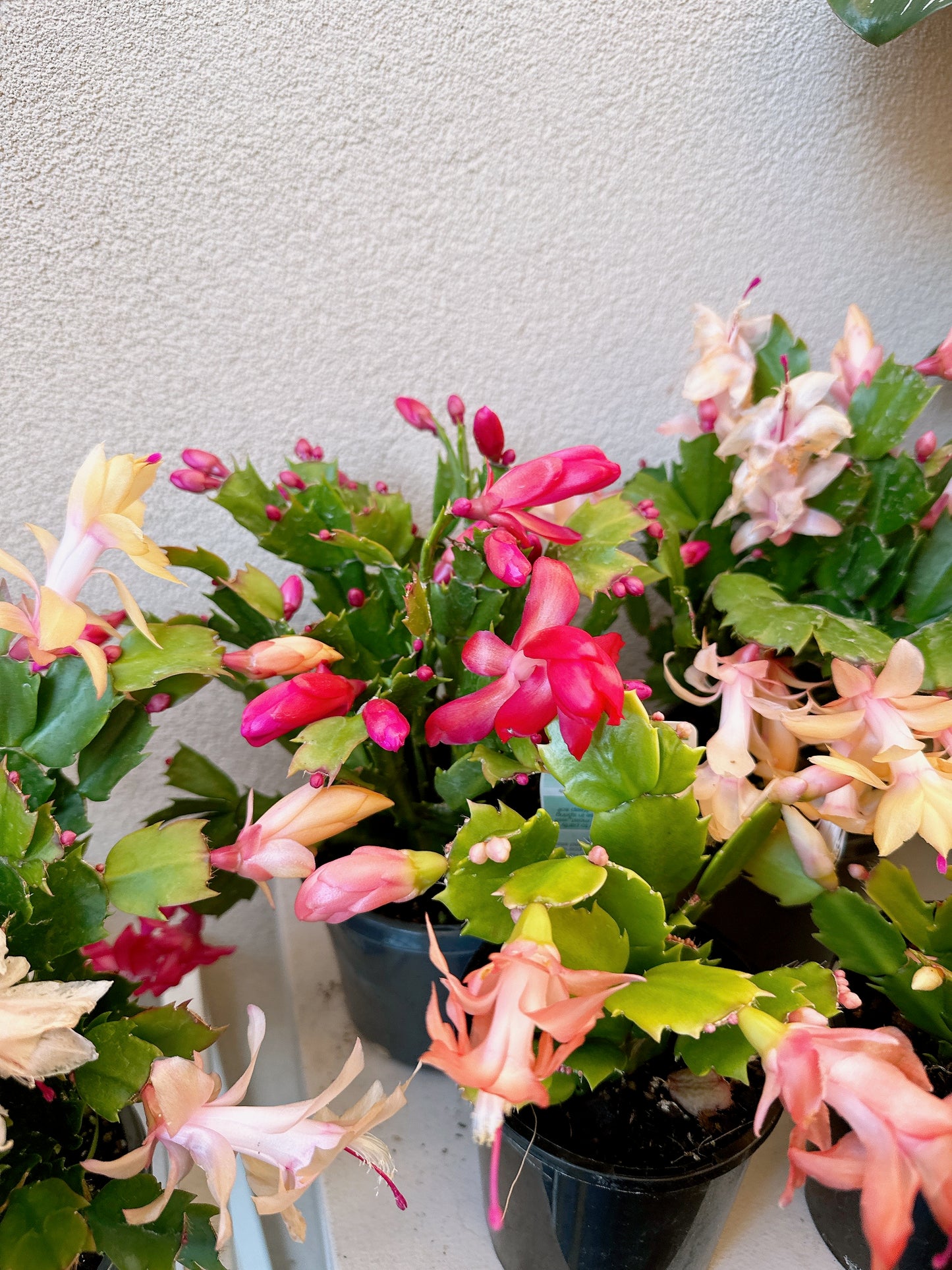 Flowering zygocatus Christmas flower assorted hanging plant Thor freya Caroline white price from $10