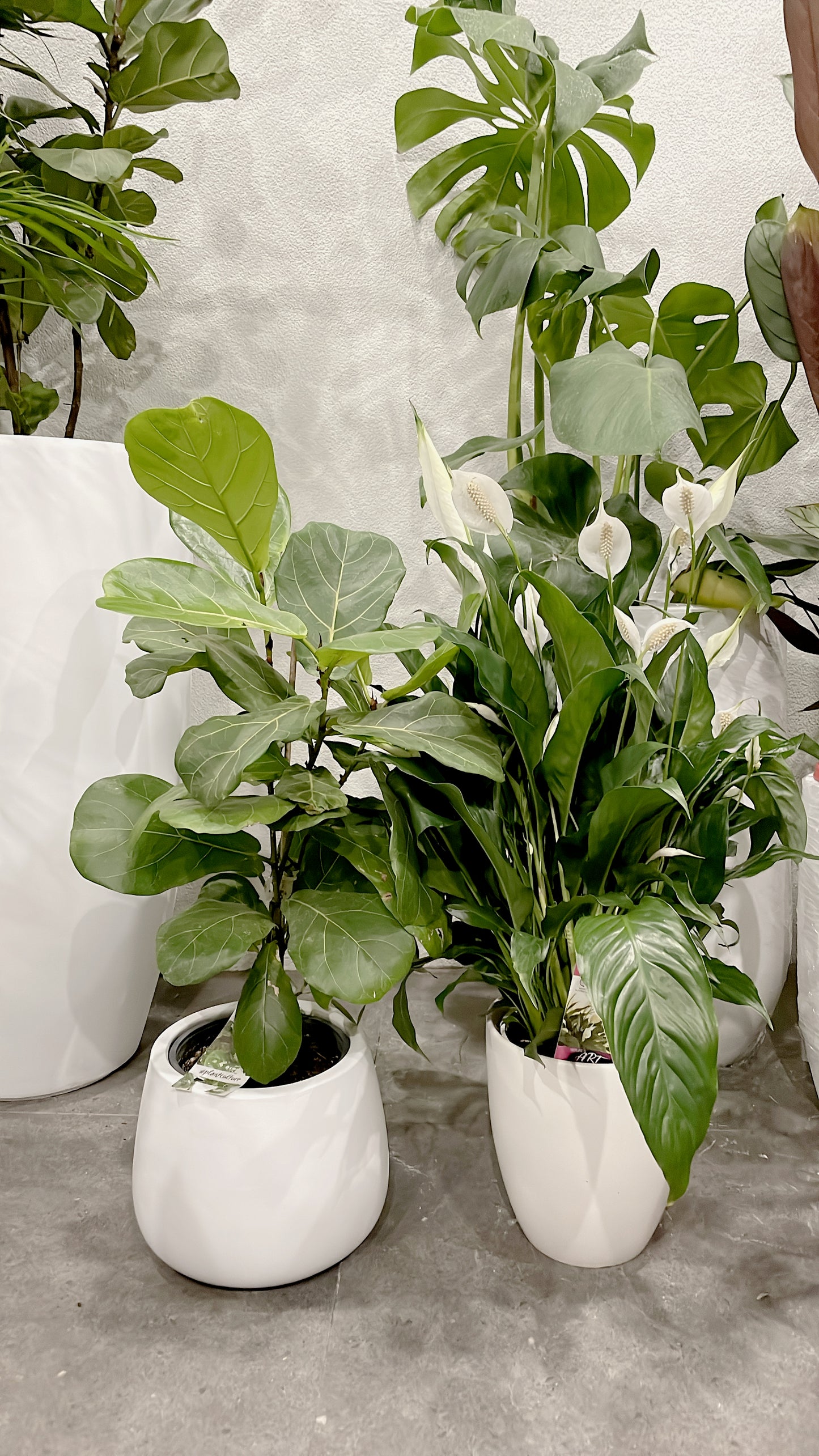Bundle🪴80cm tall ficus fiddle leaf+bushy flowering peace lily with white ceramic pots can deliver