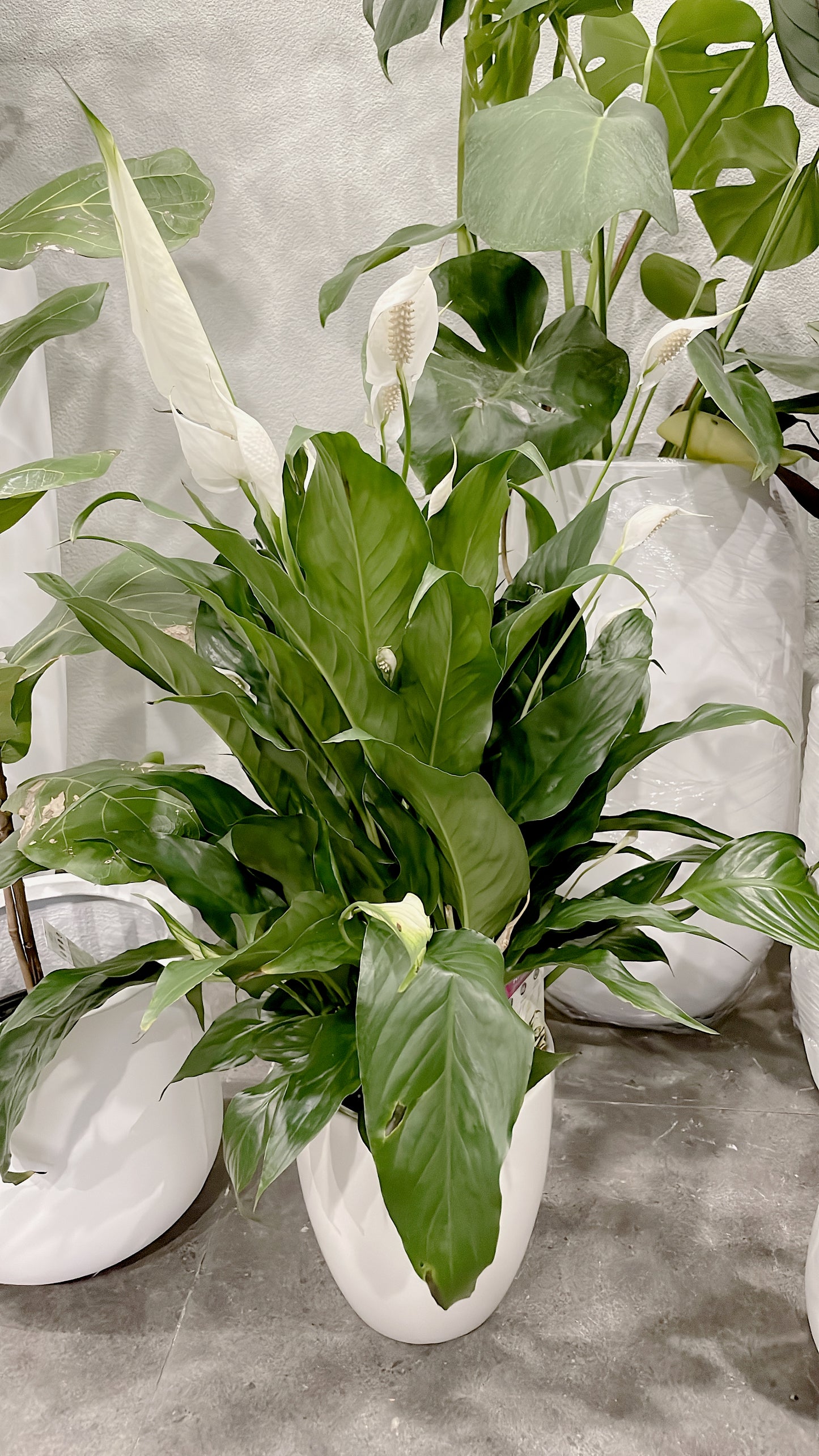 Bundle🪴birds of paradise strelitzia+bushy flowering peace lily+small ficus black rubber plant+pots