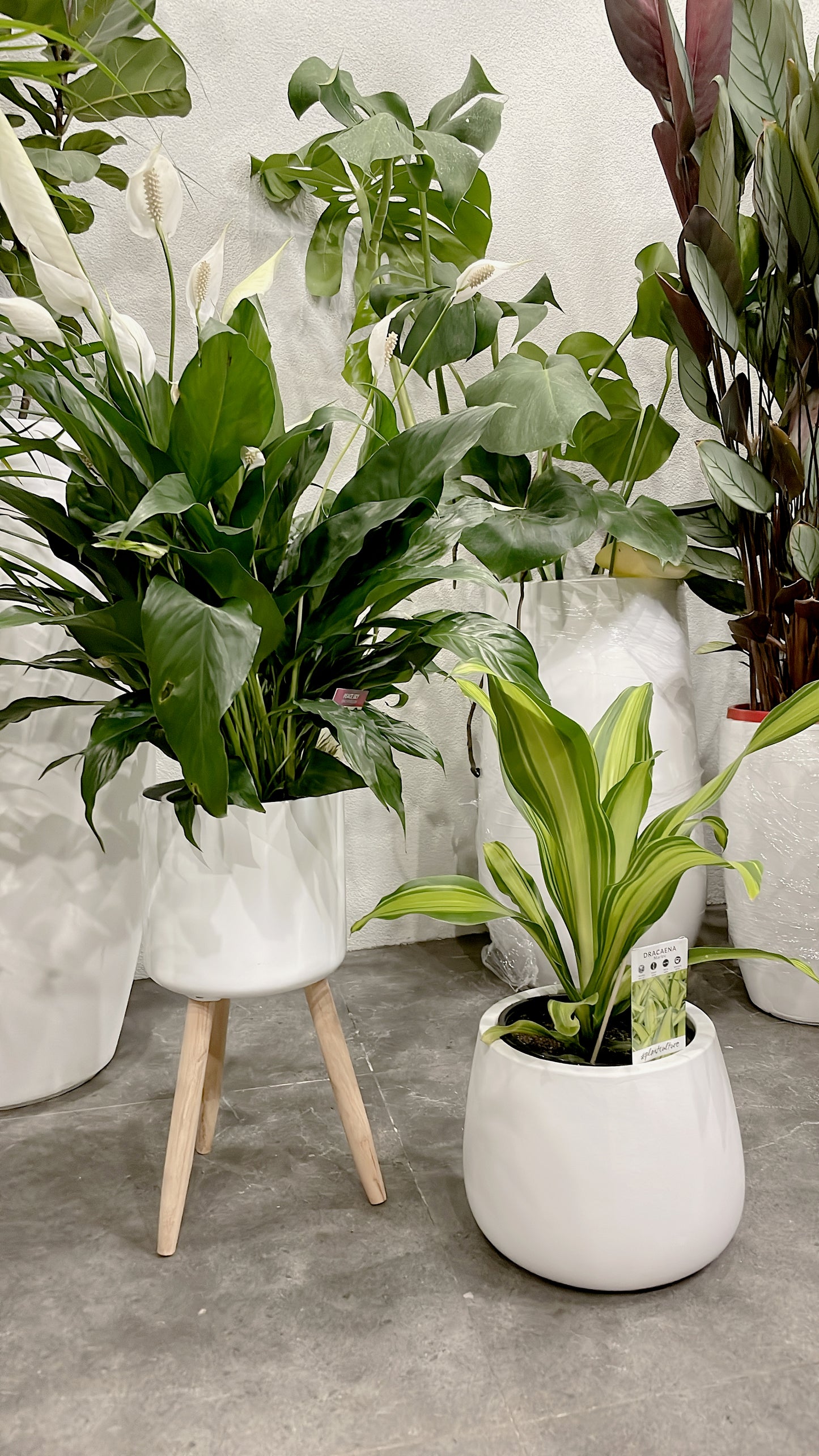 Bundle🪴bushy flowering peace lily+happy plant dracaena indoor plant with pot planter delivery available