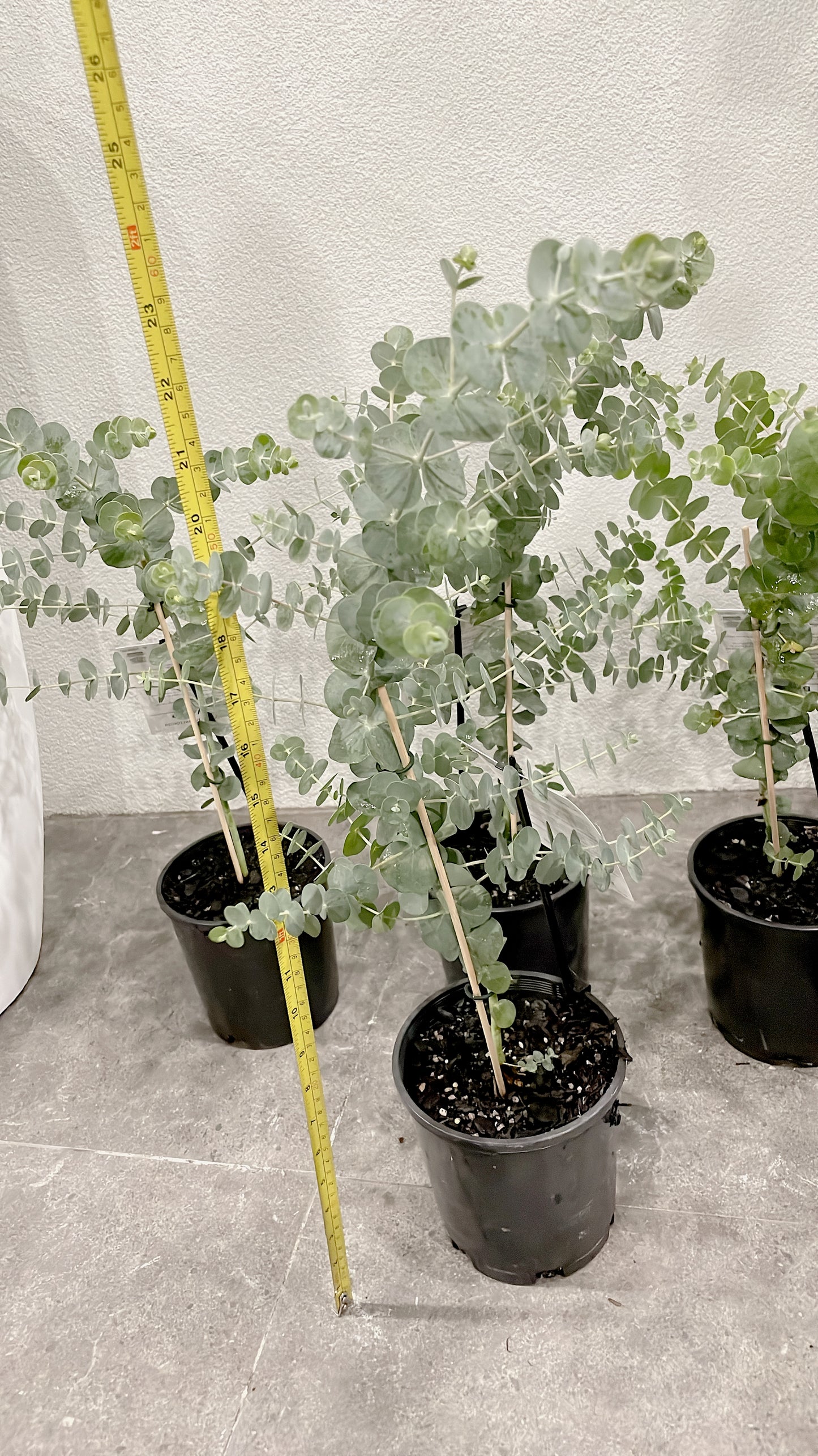 60-70cm tall baby blue silver dollar eucalyptus rooted plant for florist silver leaved mountain gum