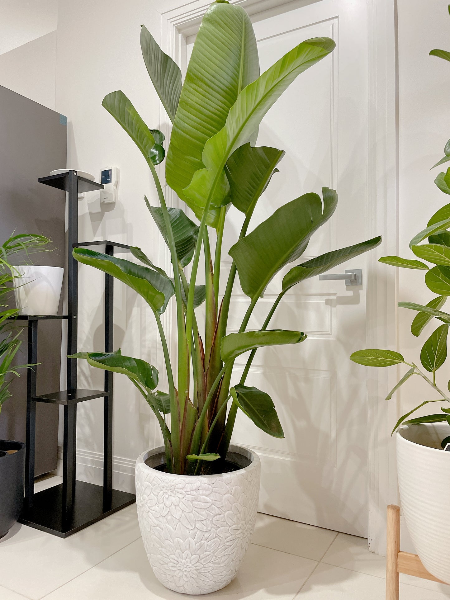 1.85m+ Giant birds of paradise (Strelitzia nicolai)double planted with decorative flower pattern pot