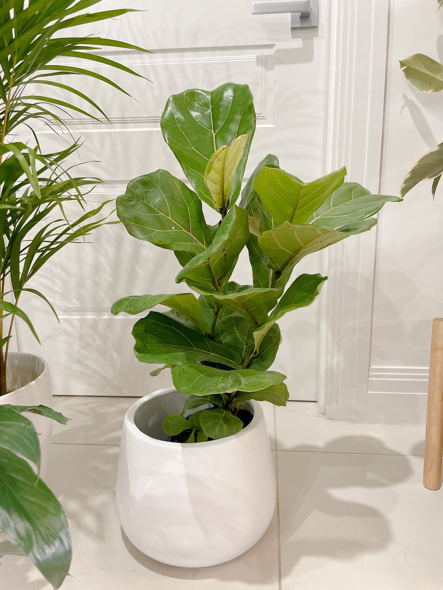 bundle🪴golden cane palm ficus fiddle leaf dwarf bambino flowering peace lily with ceramic pots