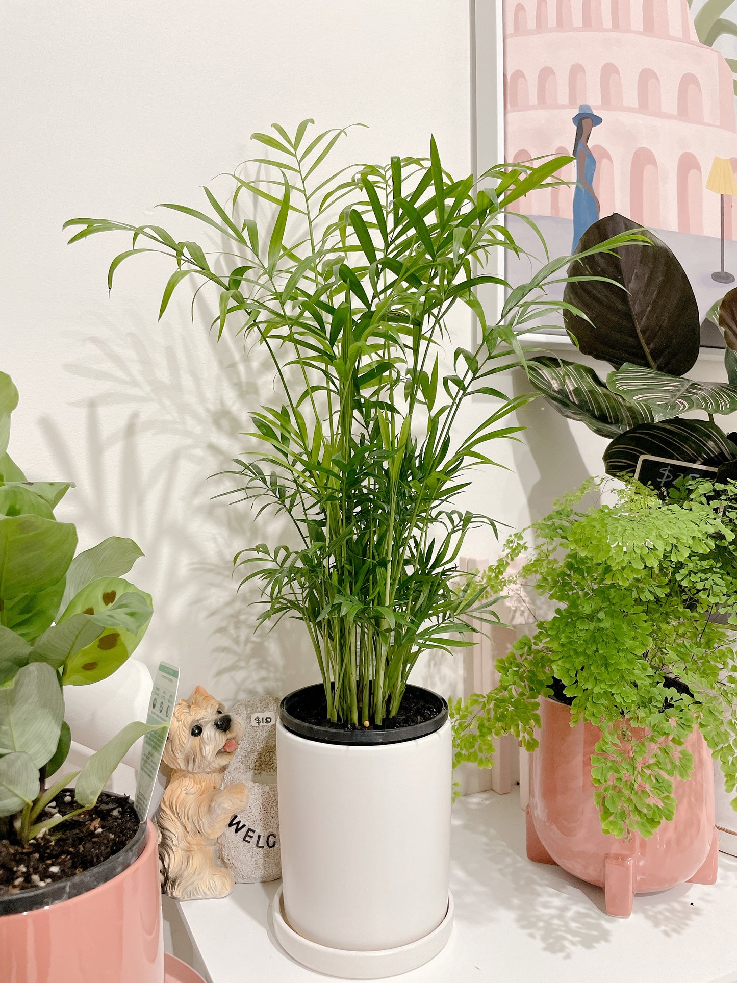 Parlour palm easy care indoor plant with 12cm white ceramic pot and saucer delivery available