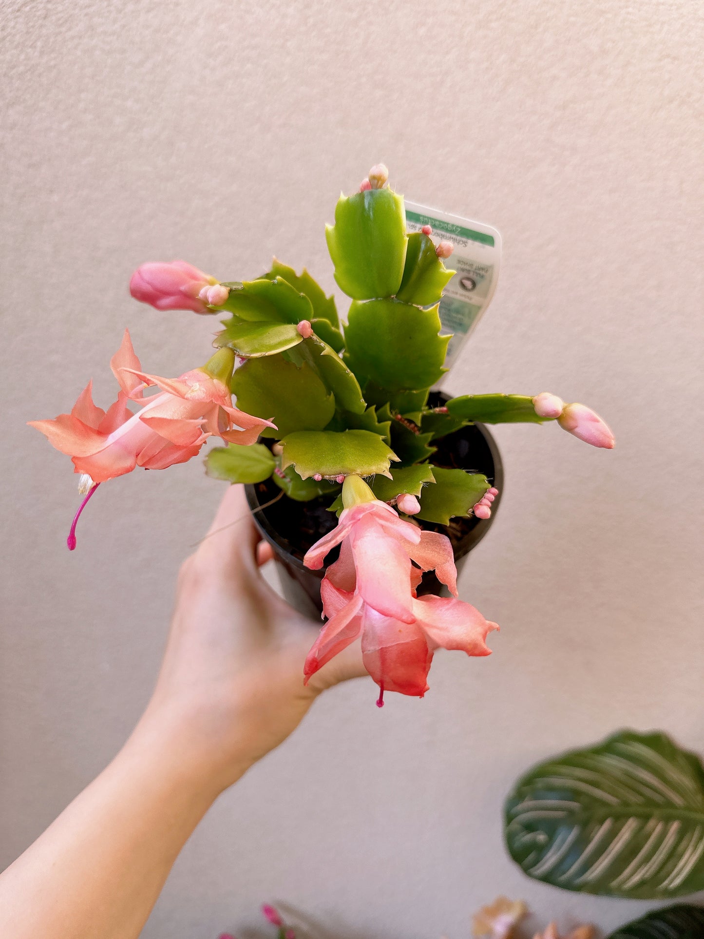 Flowering zygocatus Christmas flower assorted hanging plant Thor freya Caroline white price from $10