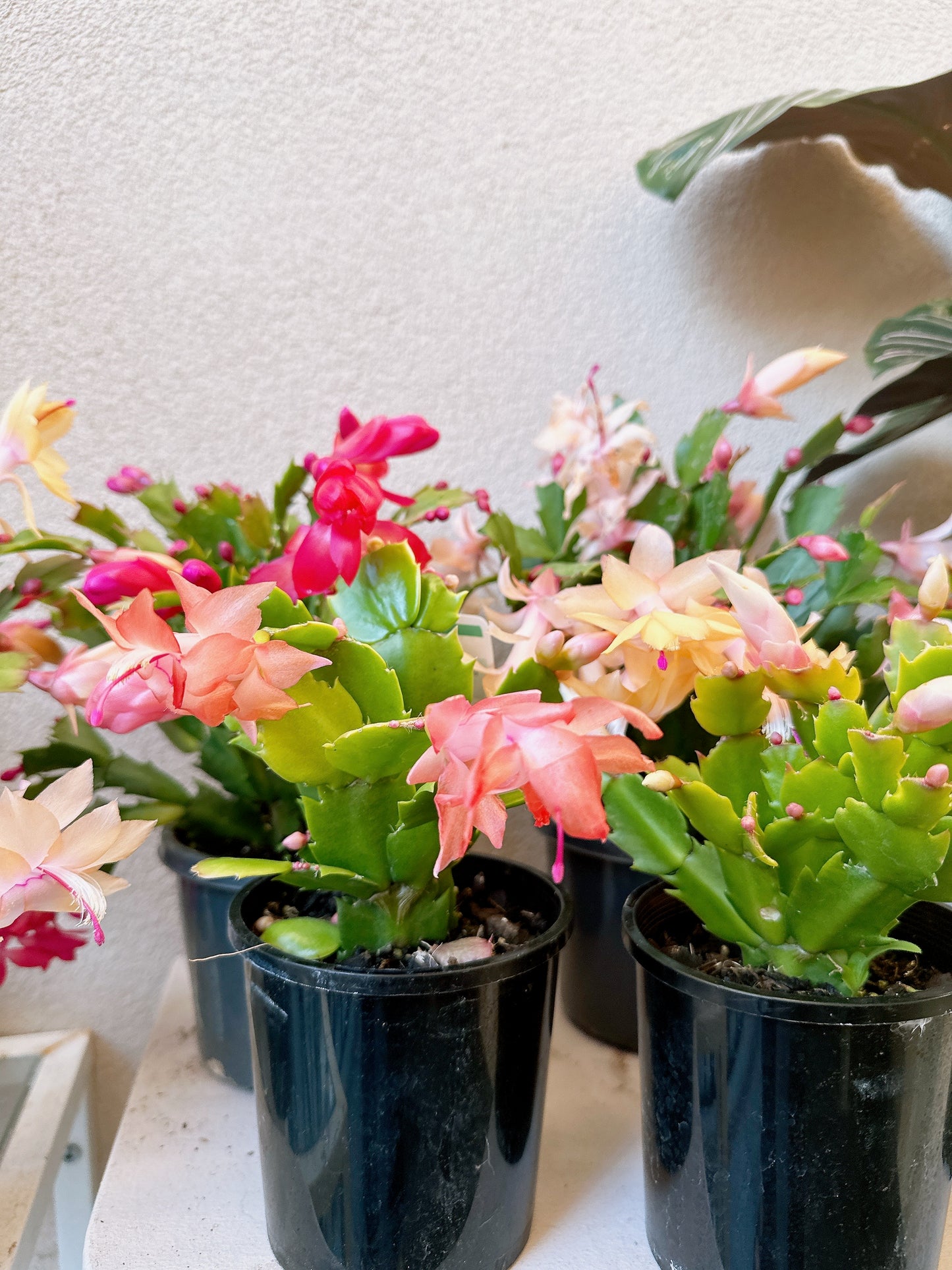 Flowering zygocatus Christmas flower assorted hanging plant Thor freya Caroline white price from $10