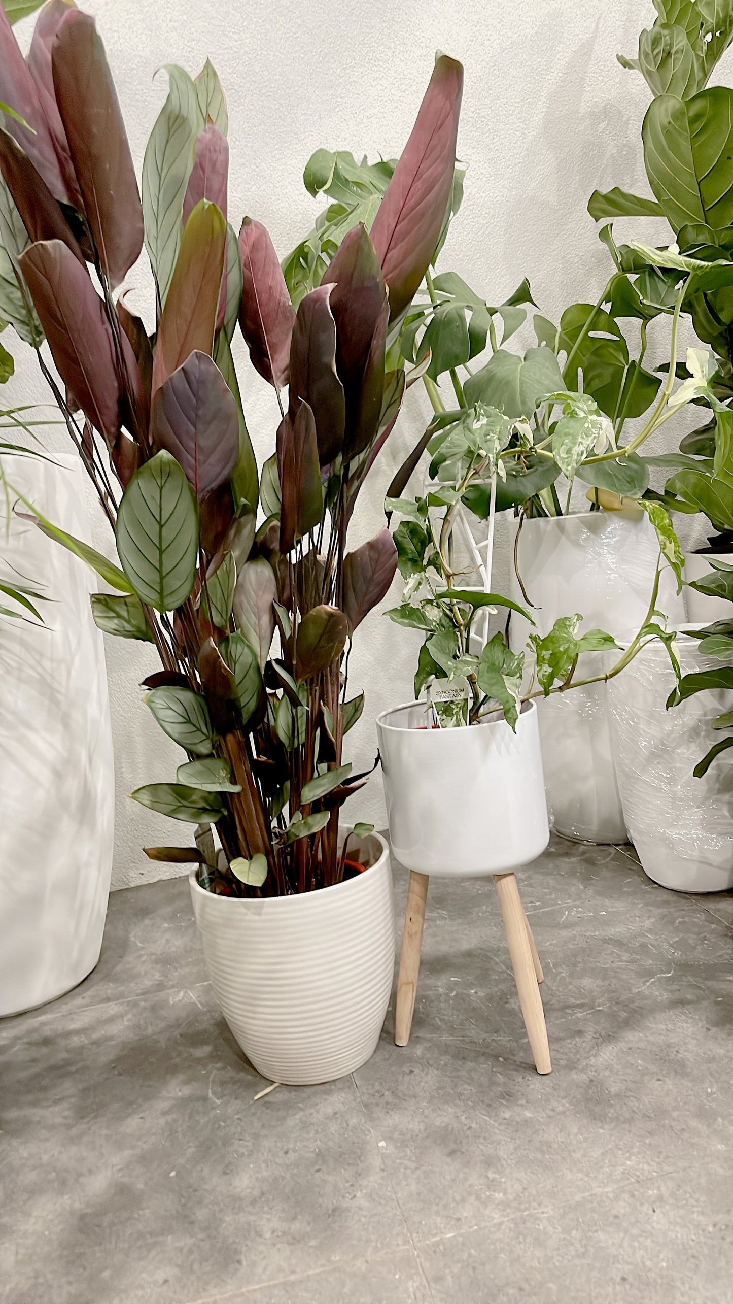 Bundle🪴ctenanthe grey star prayer plant+variegated syngonium fantasy indoor plant with pots planter