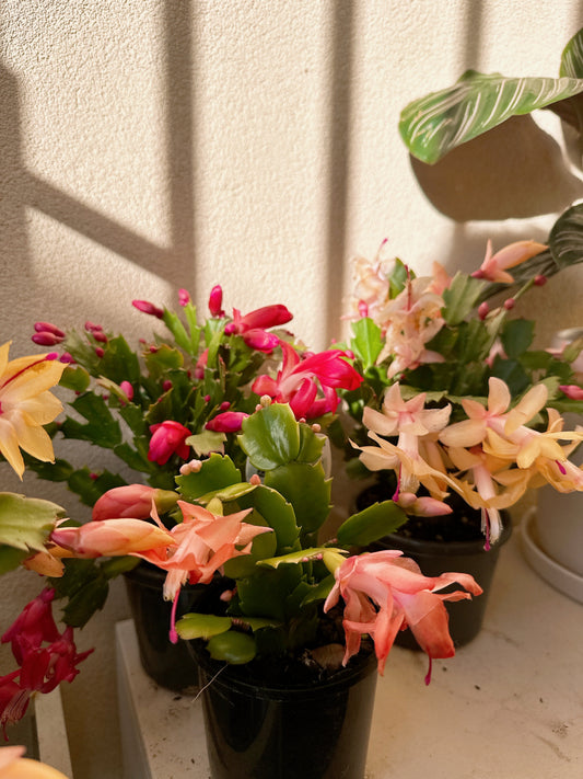 Flowering zygocatus Christmas flower assorted hanging plant Thor freya Caroline white price from $10