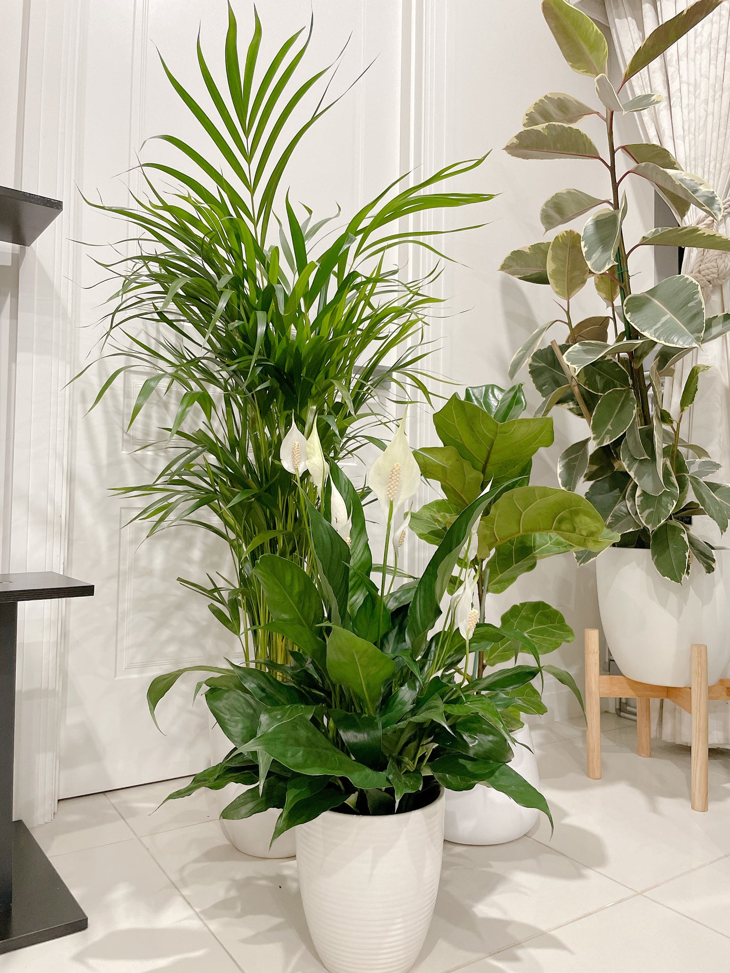 bundle🪴golden cane palm ficus fiddle leaf dwarf bambino flowering peace lily with ceramic pots