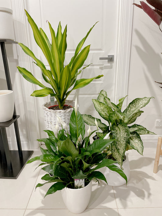 Bundle indoor 🪴 dracaena happy plant dieffenbachia snow storm flowering peace lily +planter pots