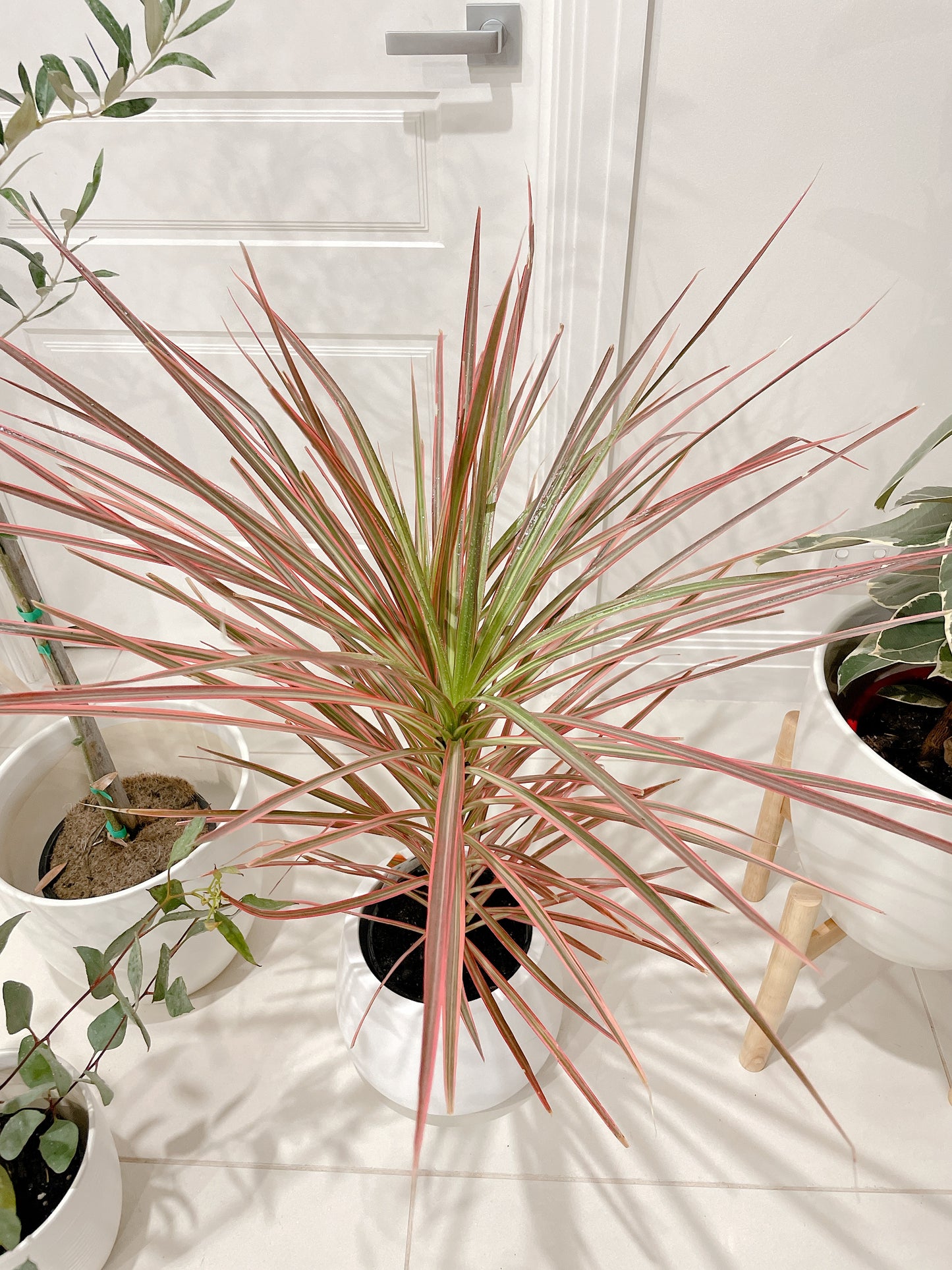 1.5m tall real olive arbequina tree +dracaena pink marginata +eucalyptus+pots