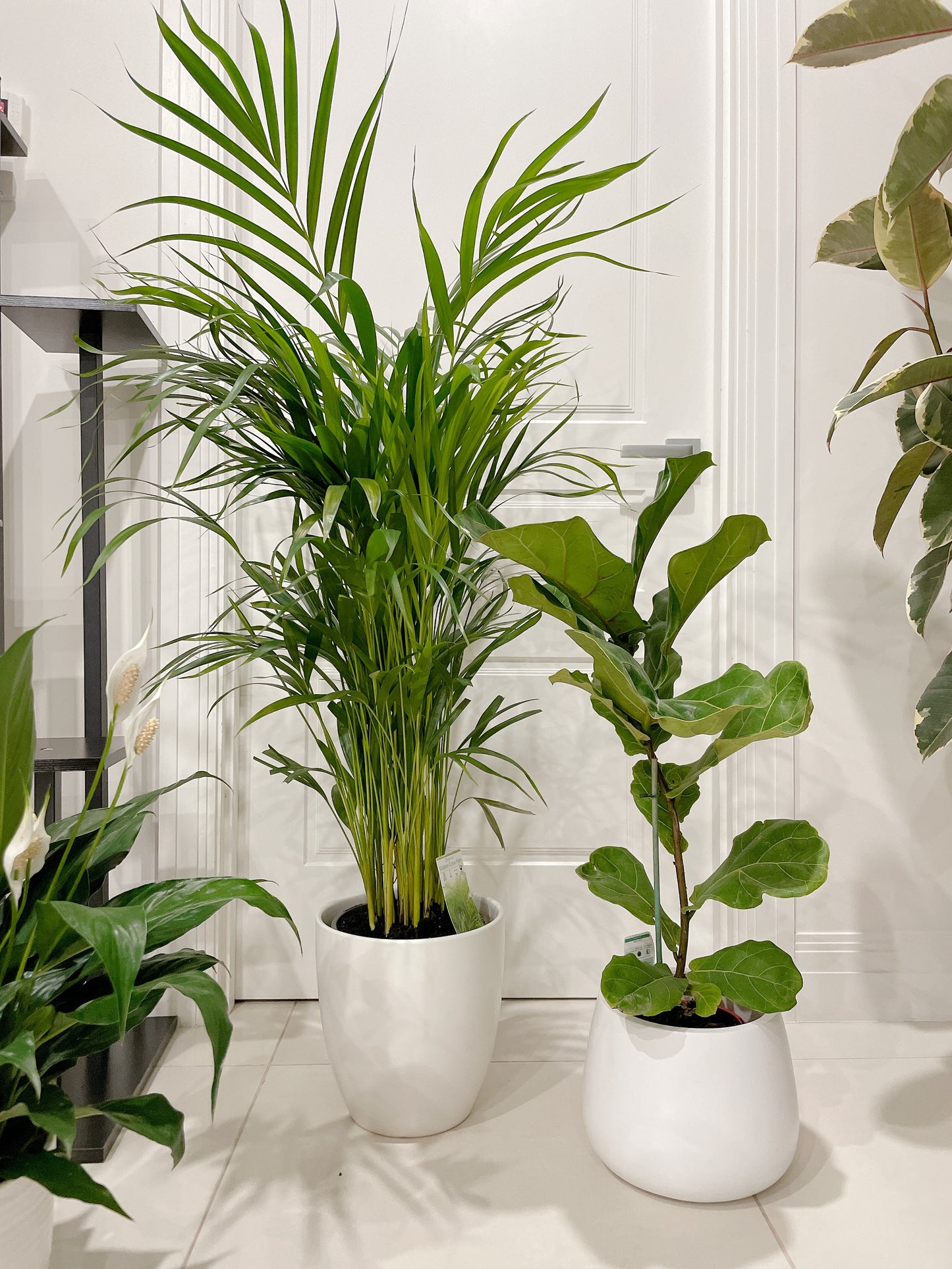 bundle🪴golden cane palm ficus fiddle leaf dwarf bambino flowering peace lily with ceramic pots