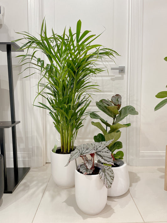 bundle🪴golden cane palm ficus fiddle leaf begonia red silver white+white ceramic pots