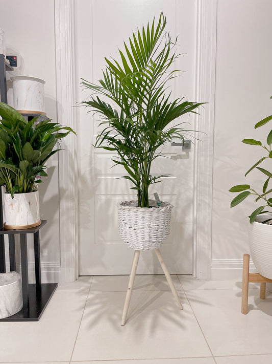 Cascade palm easy care real bushy plant indoor foliage+ white rattan planter tripod wooden legs